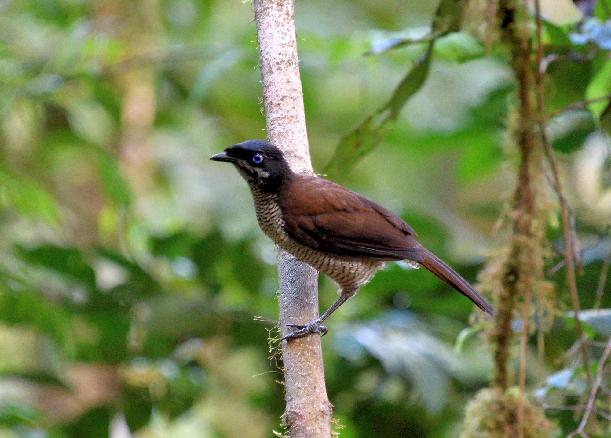 western parotia