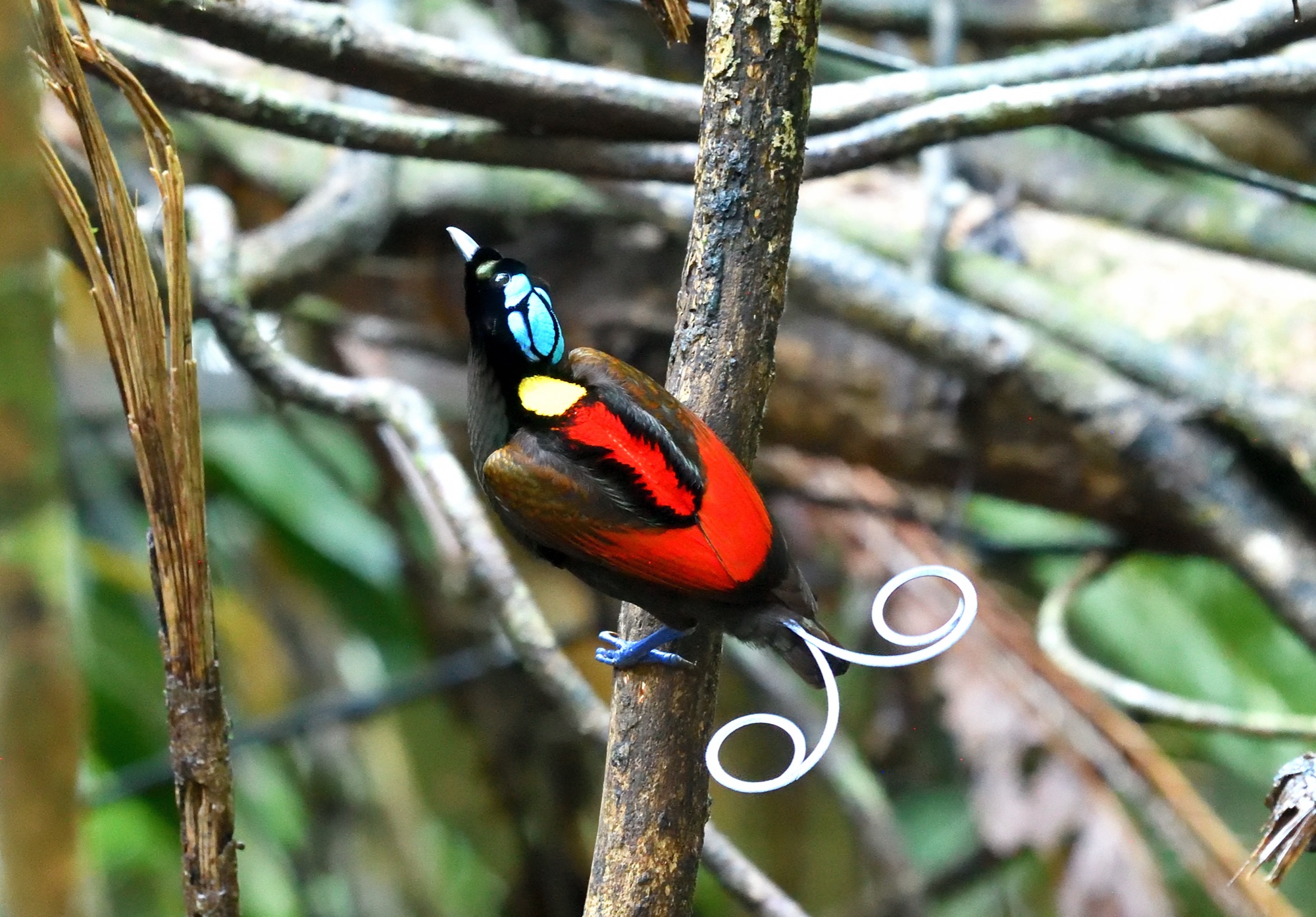 Wilson's Bird-of-Paradise