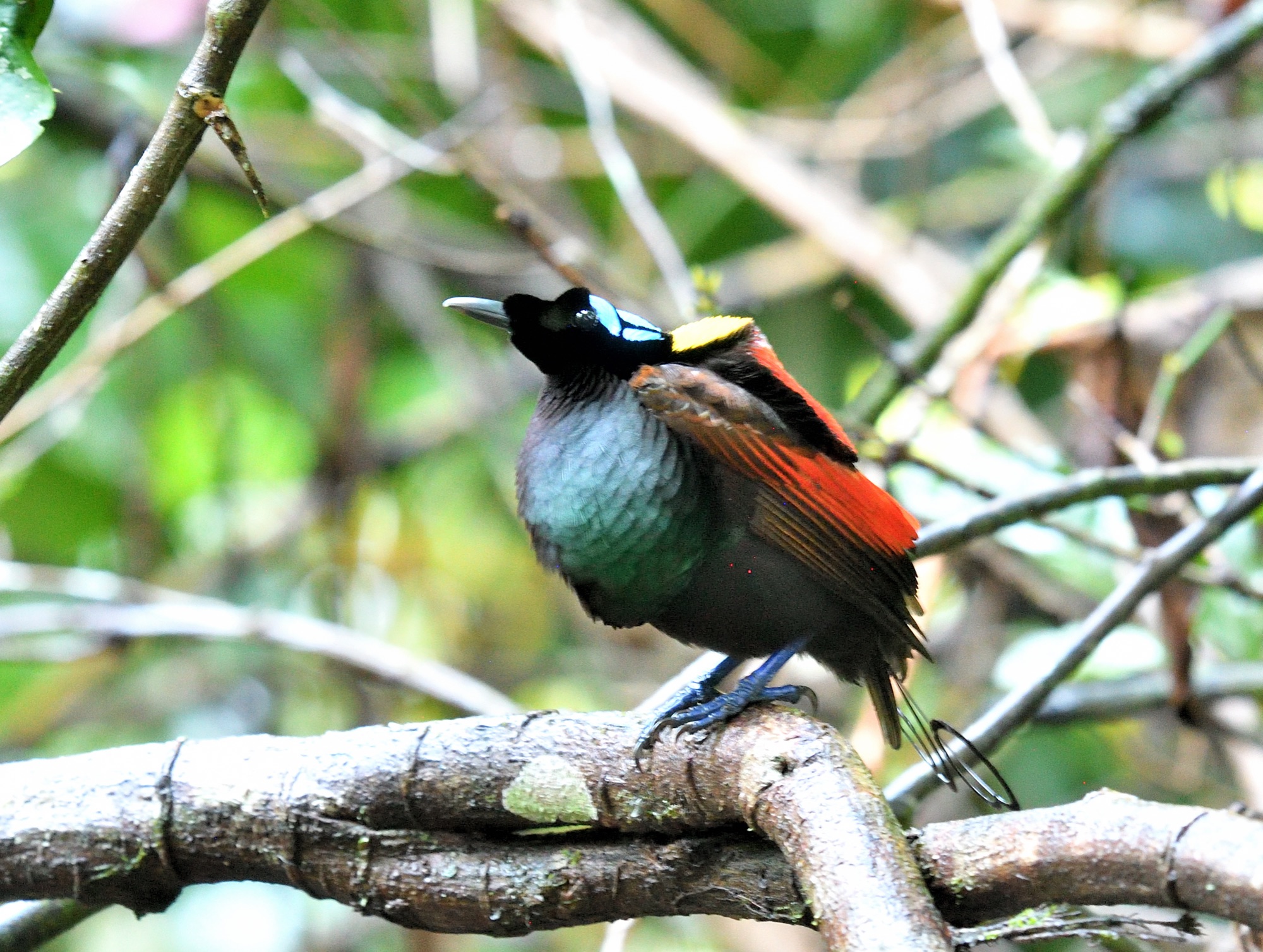 wilson's bird-of-paradise