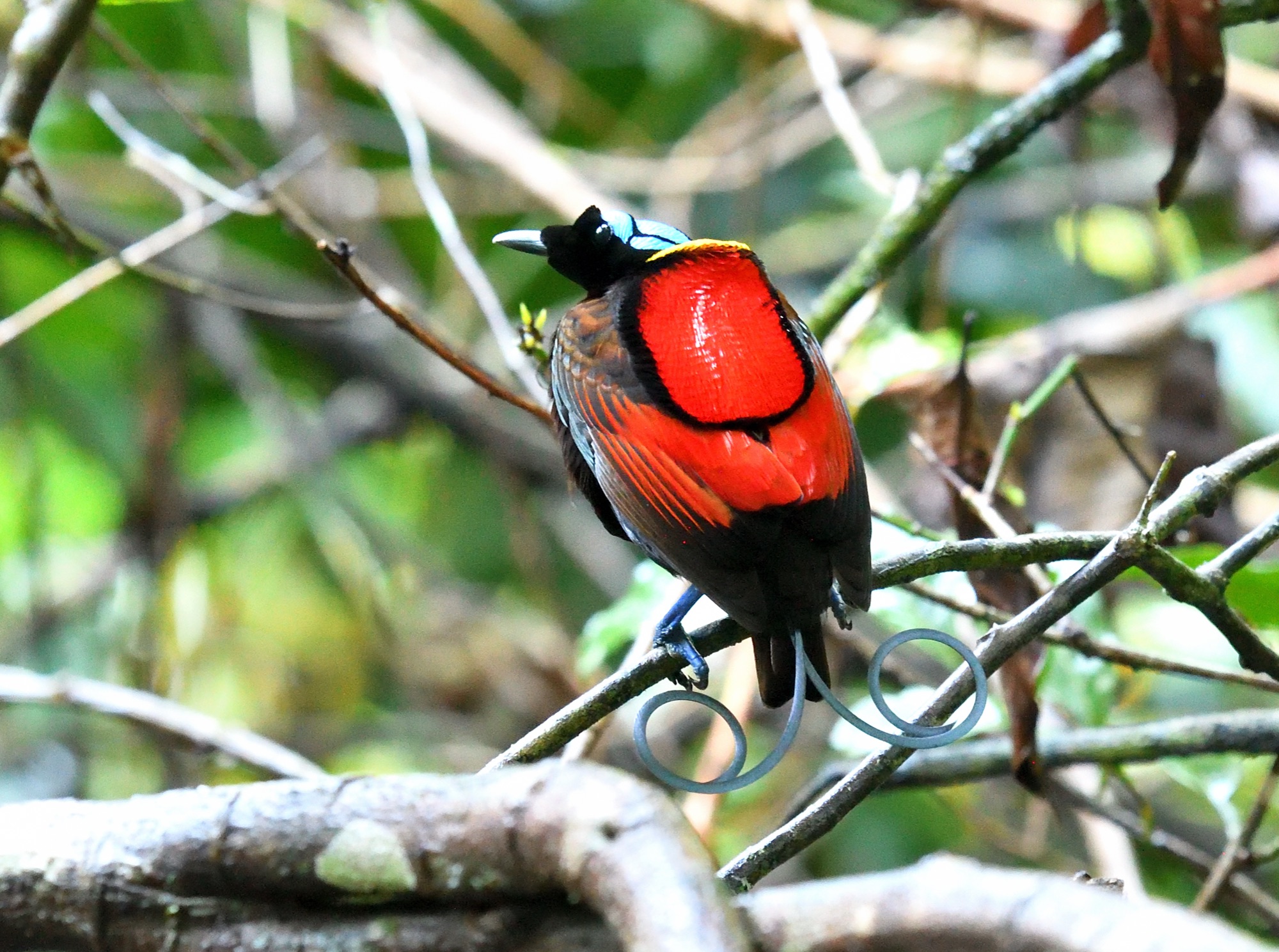 wilson's bird-of-paradise