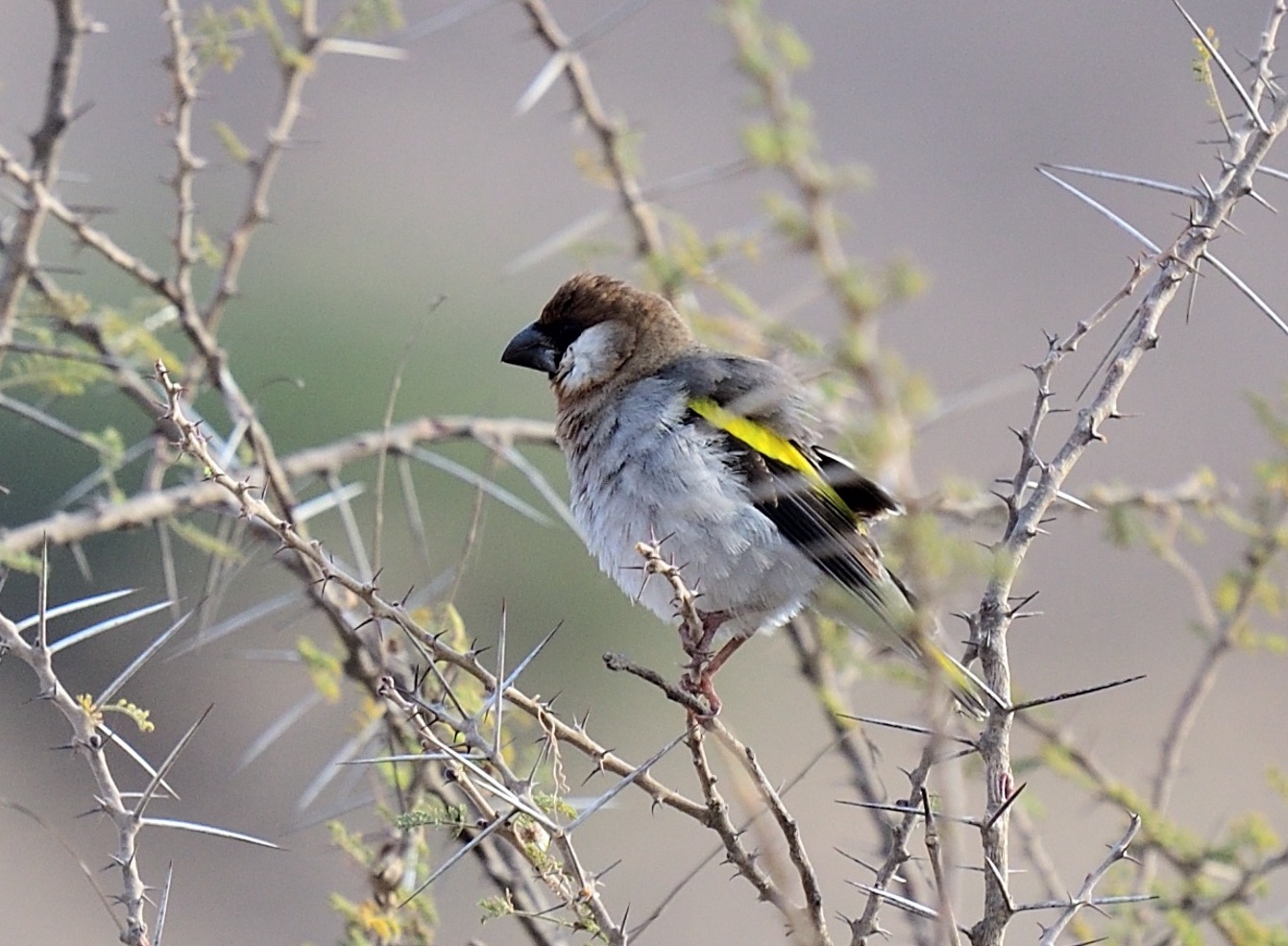 arabian grosbeak