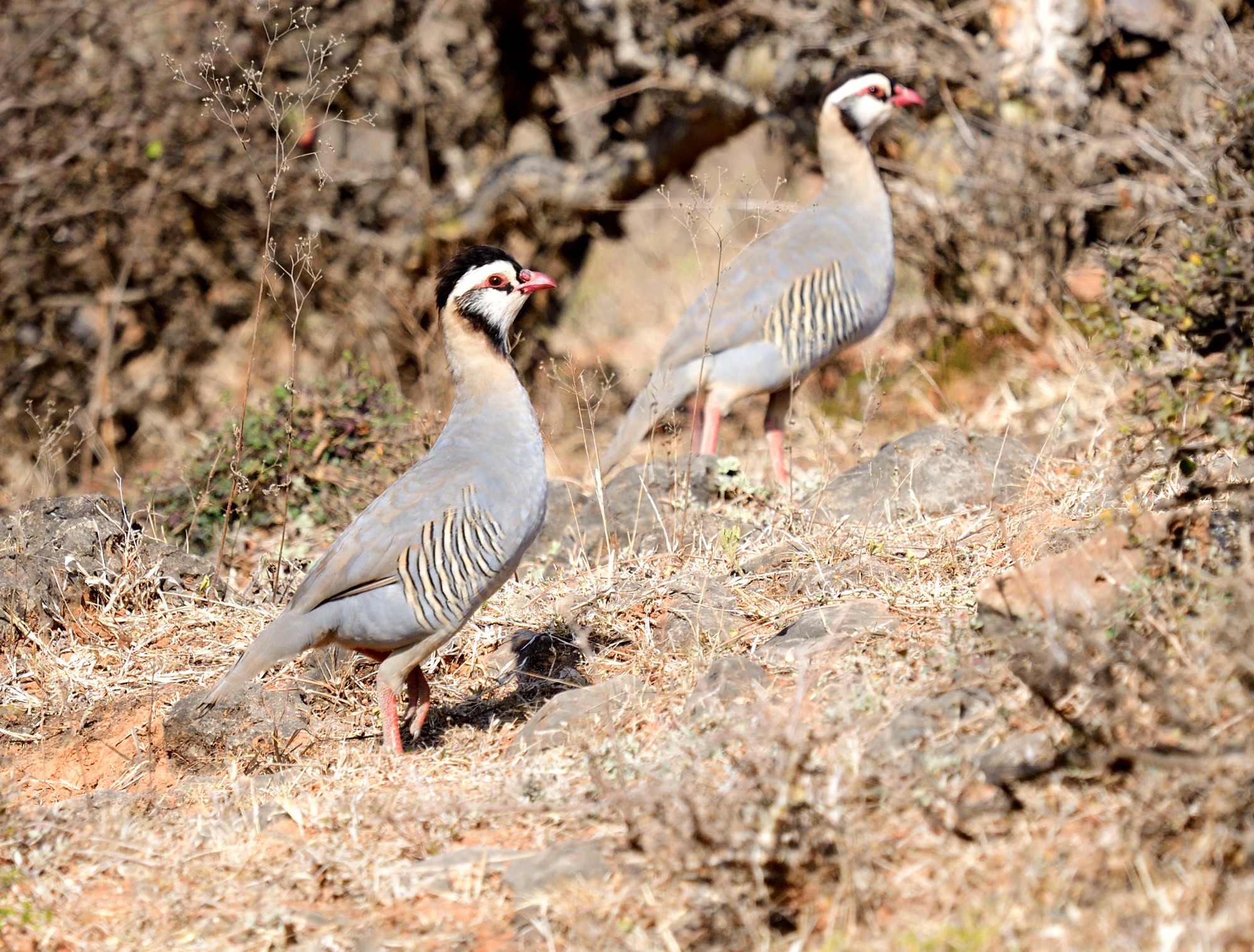 arabian partridges