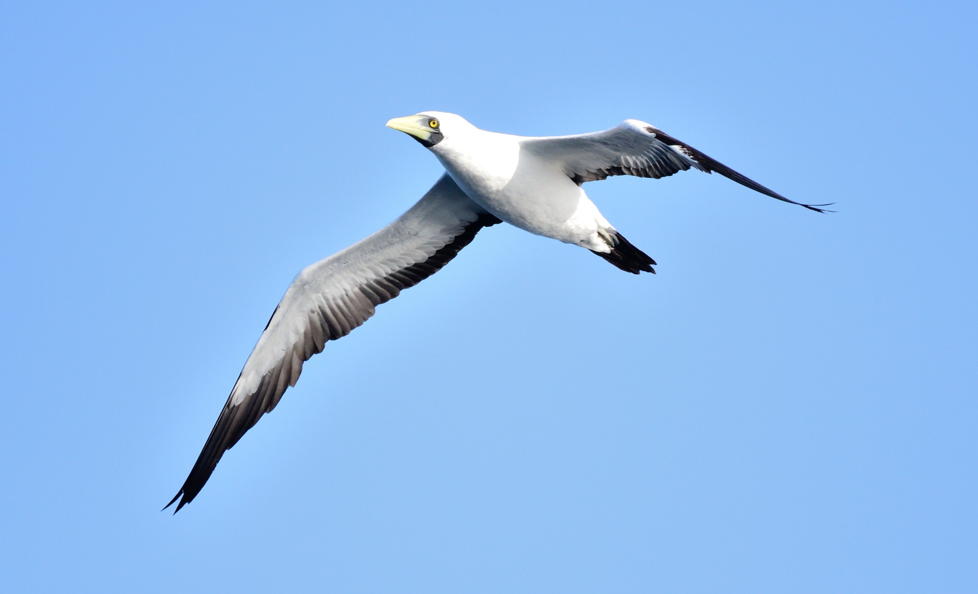 masked Booby