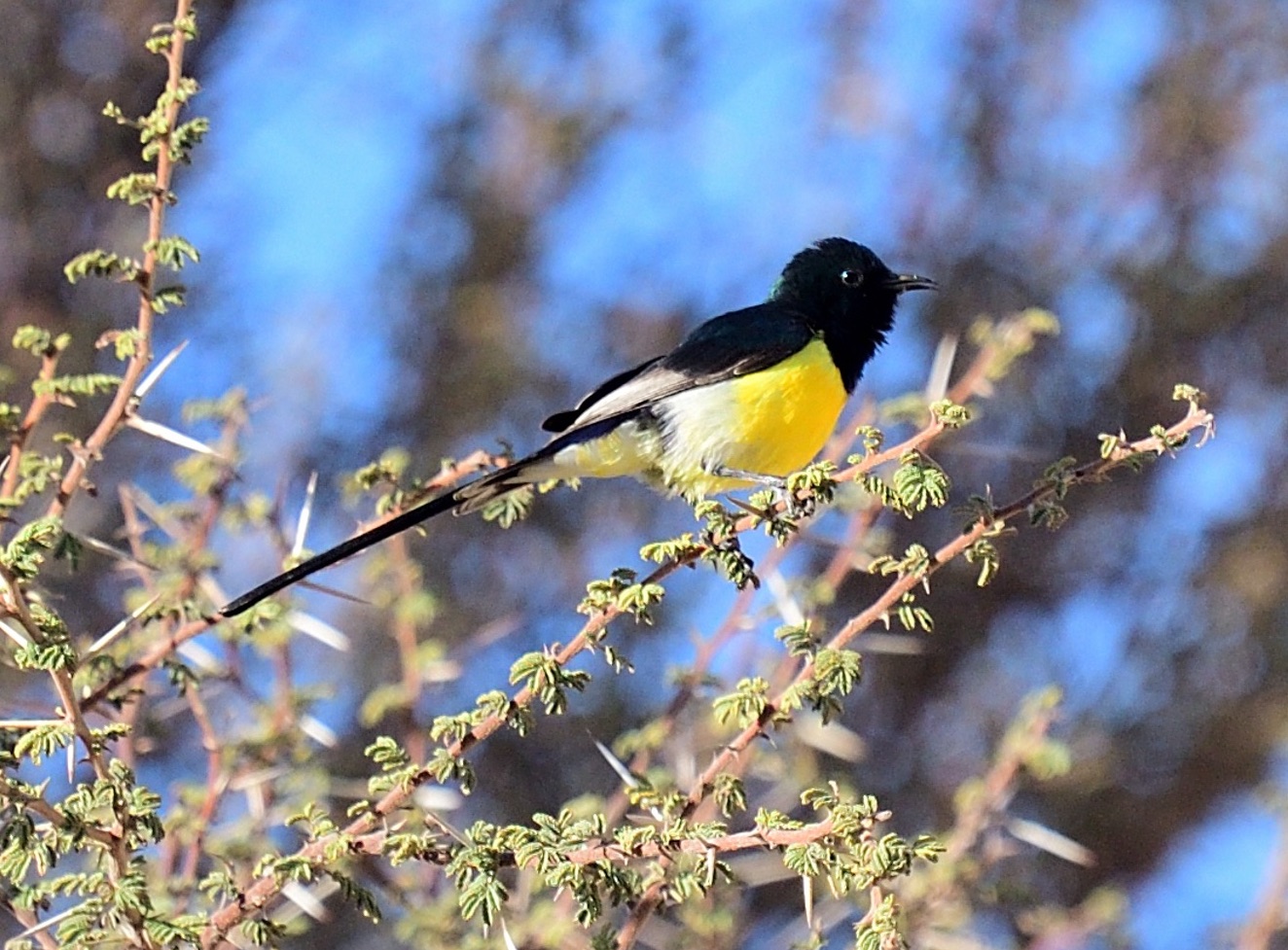 nile valley sunbird