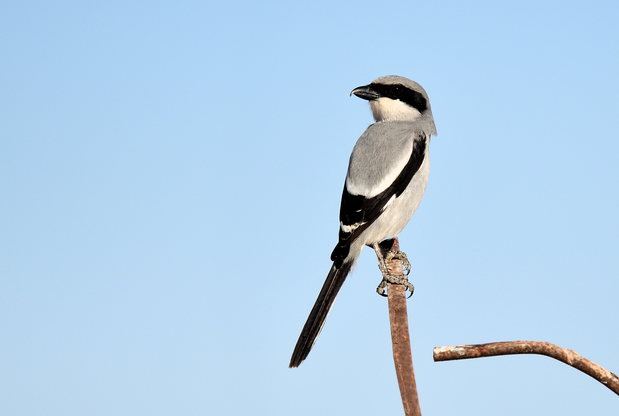 southern grey shrike