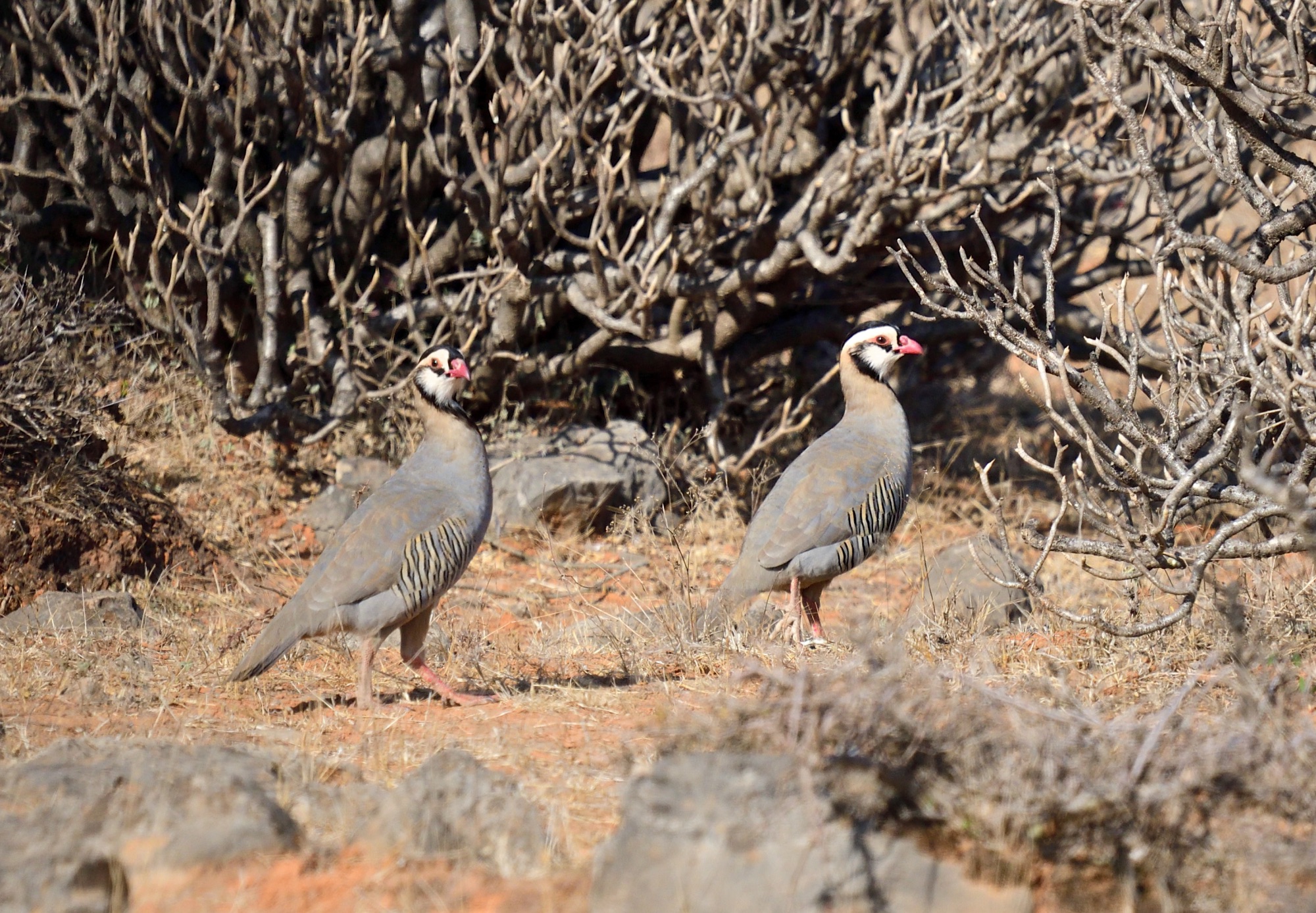 arabian partridges