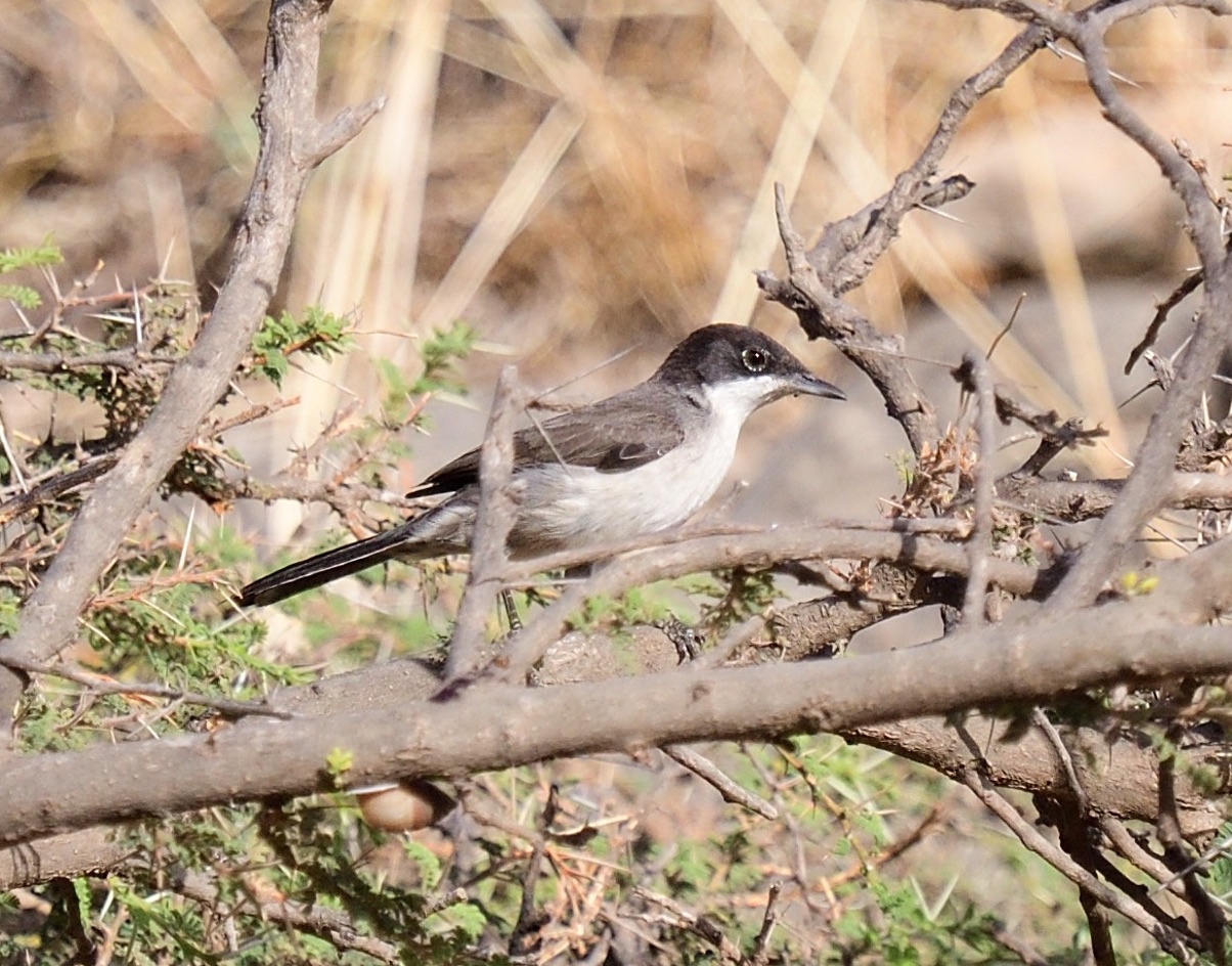 arabian warbler