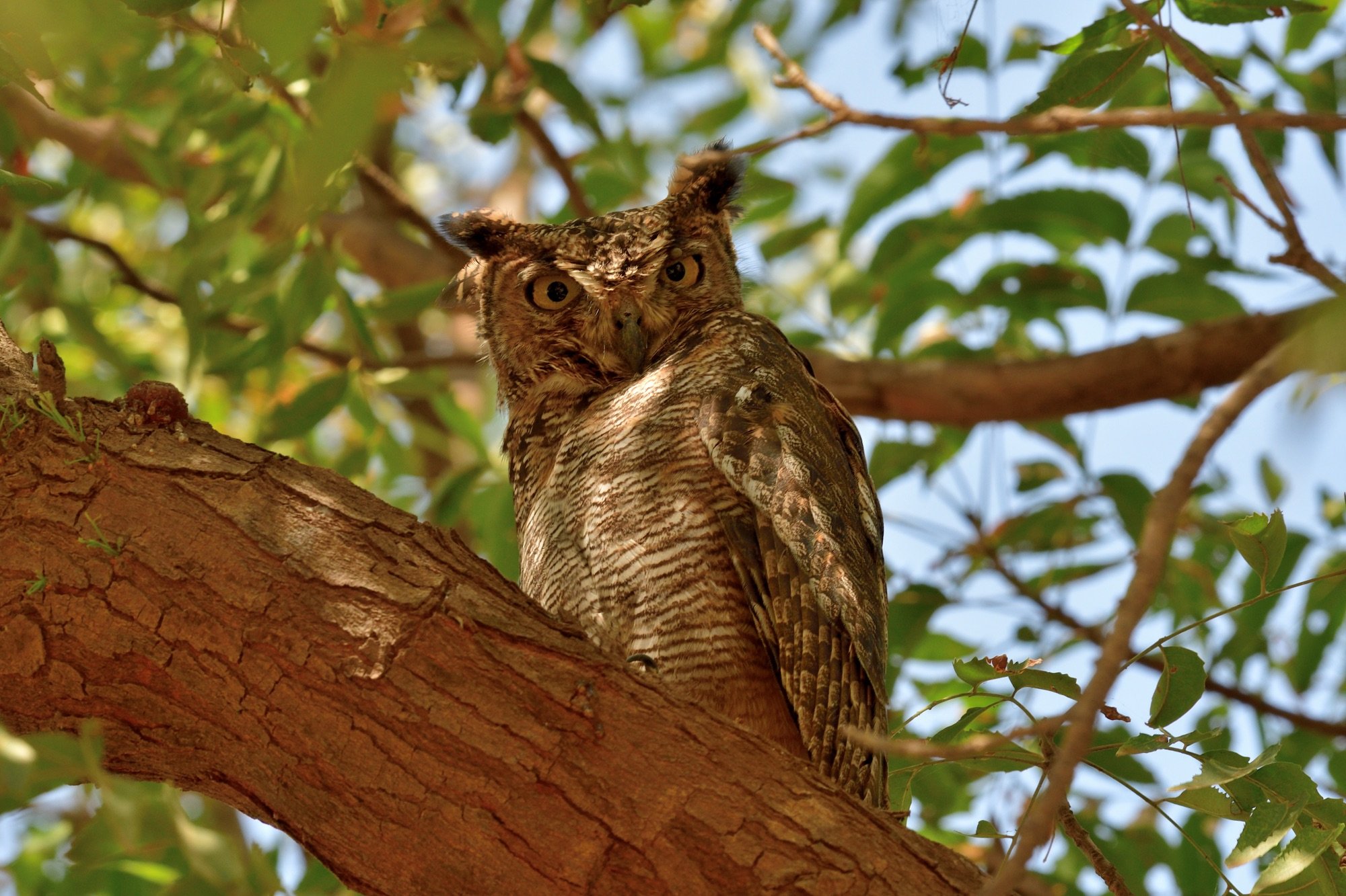 arabian eagle owl