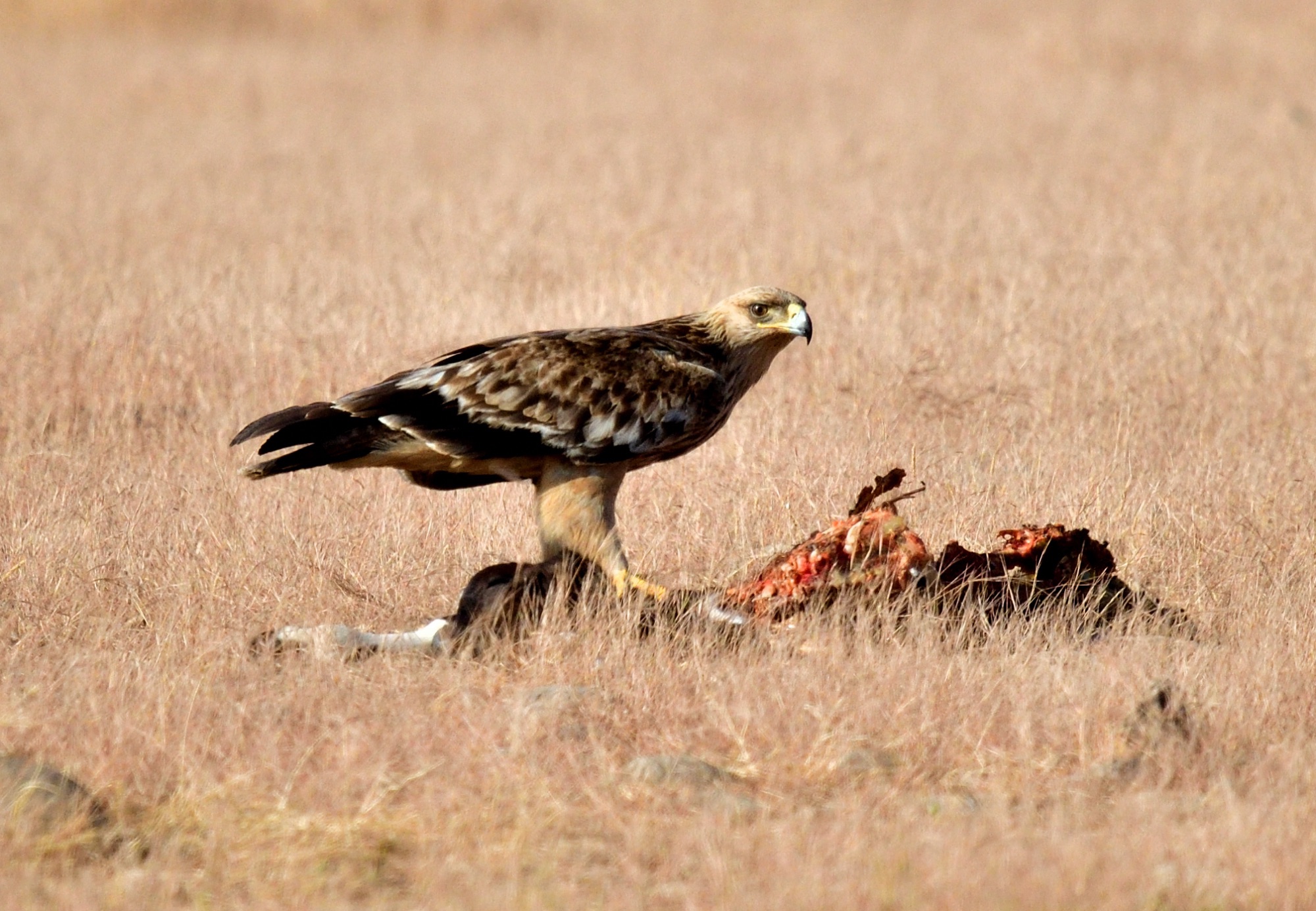 eastern imperial eagle