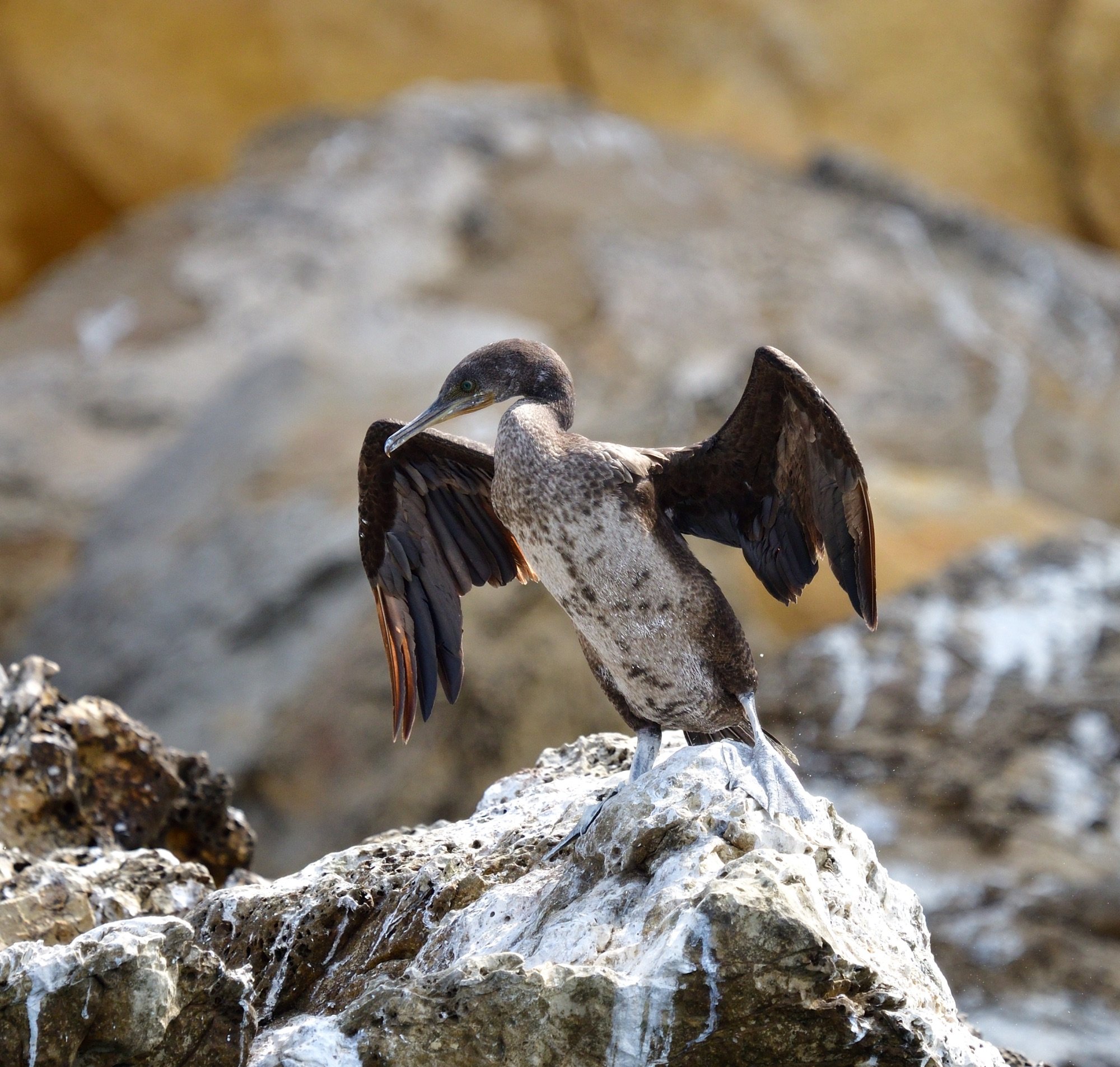 Socotra Cormorant