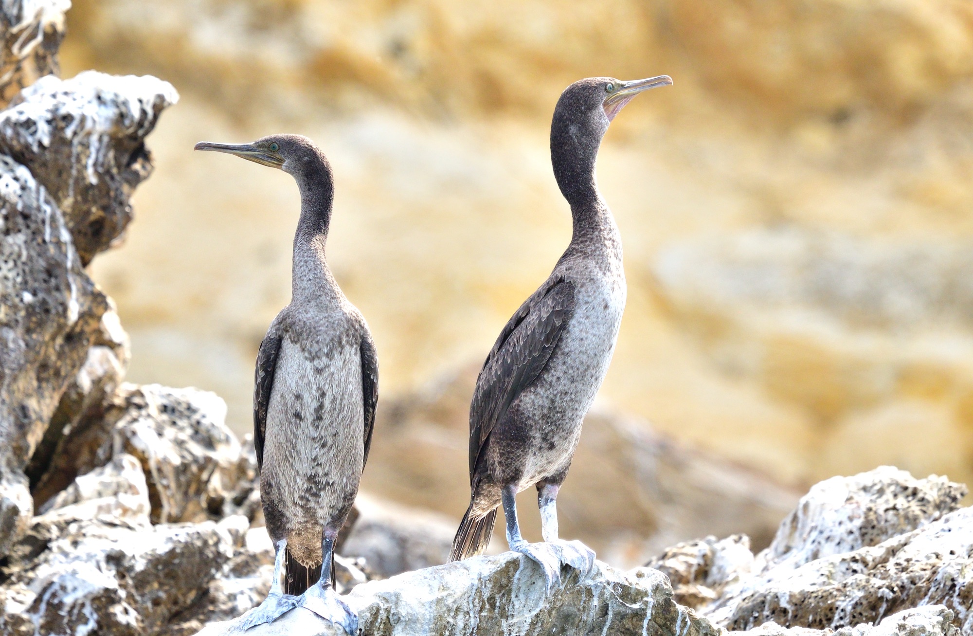 Socotra Cormorants