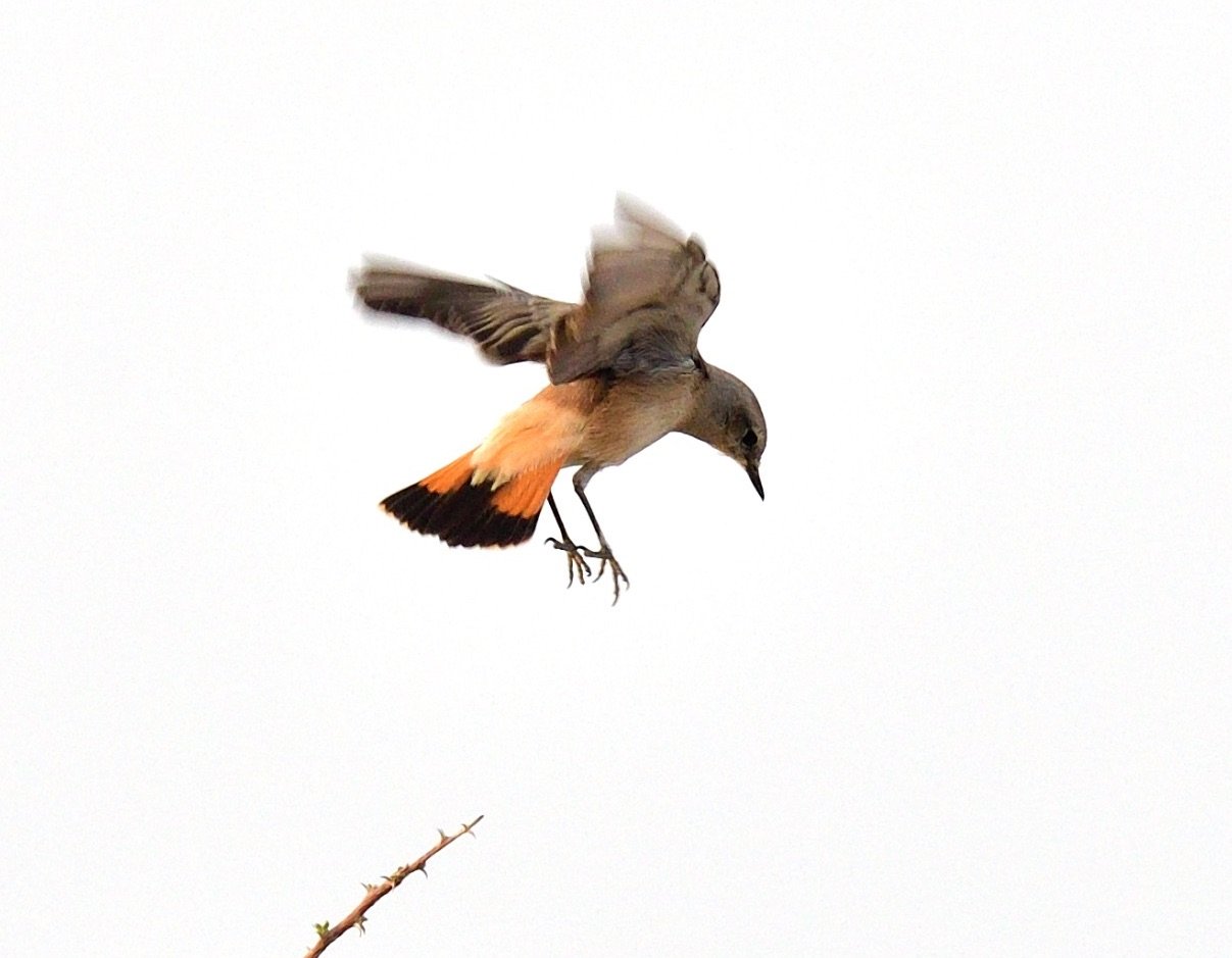 PERSIAN WHEATEAR