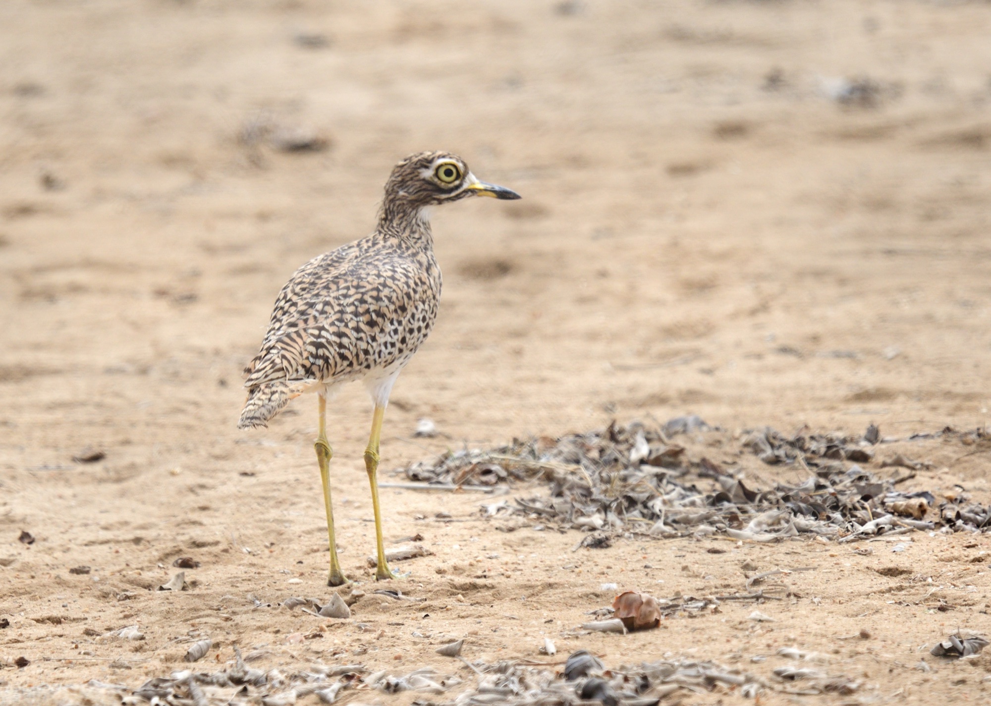 spotted thick-knee