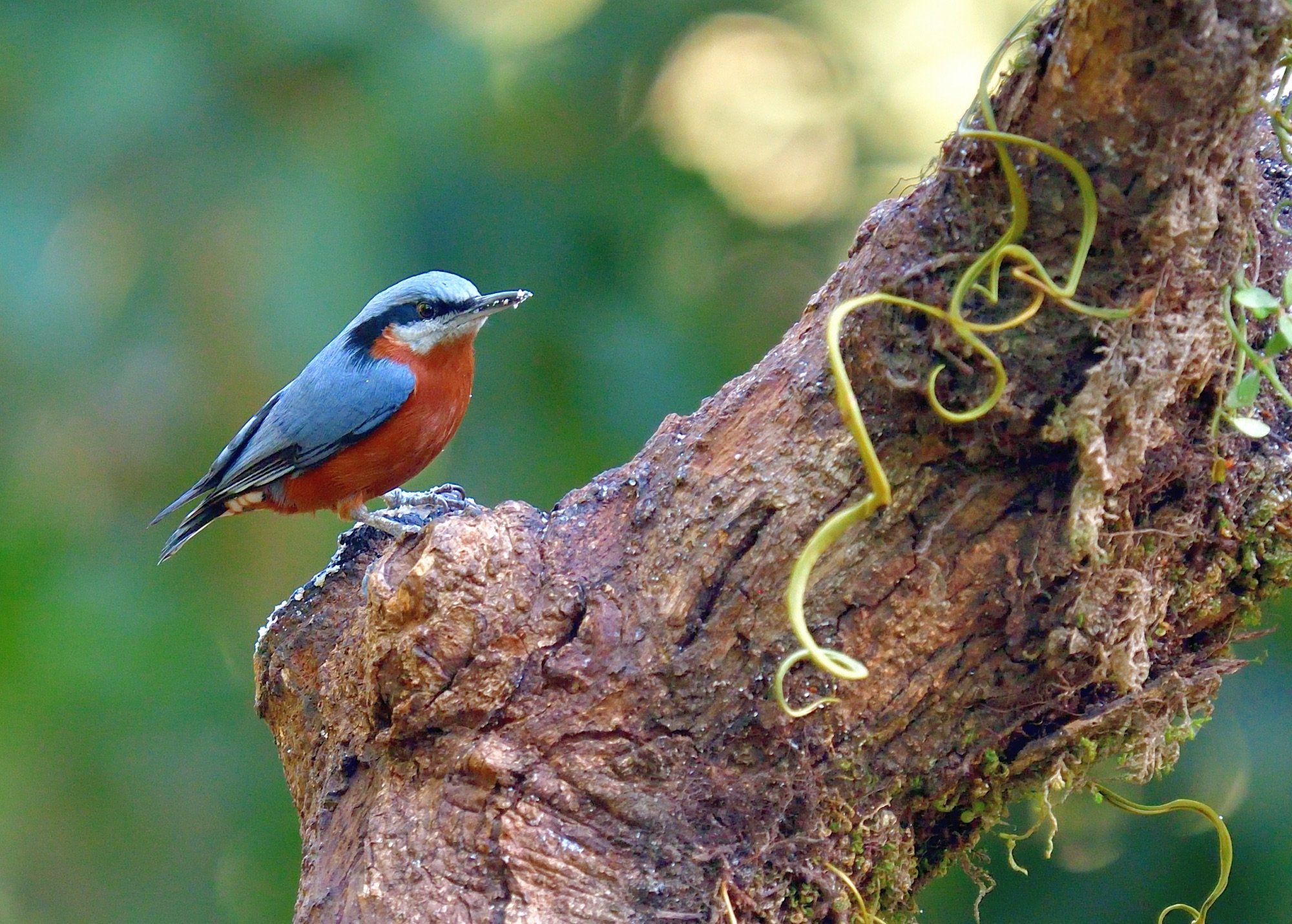 Chestnut-bellied Nuthatch