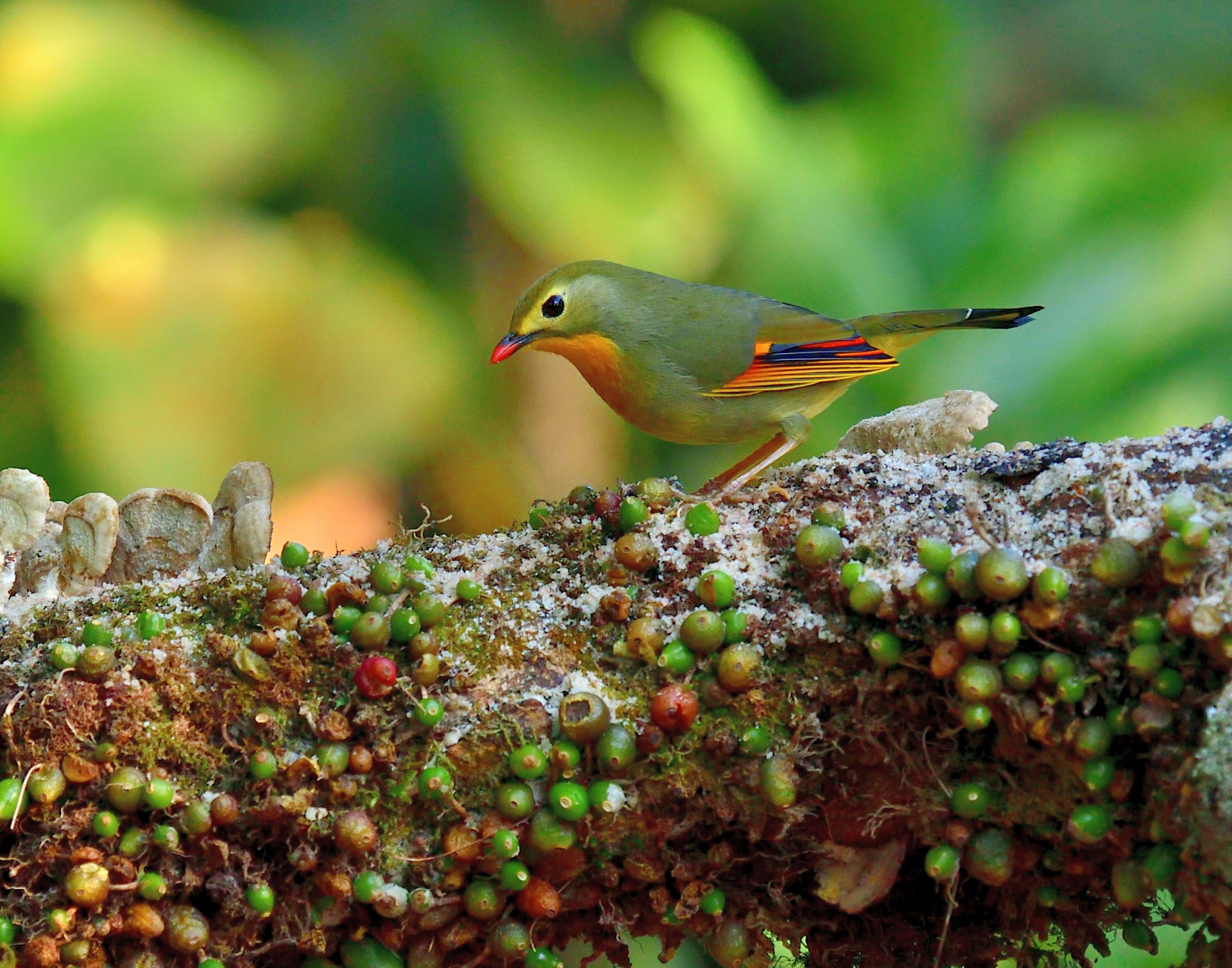 Red-billed Leiothrix