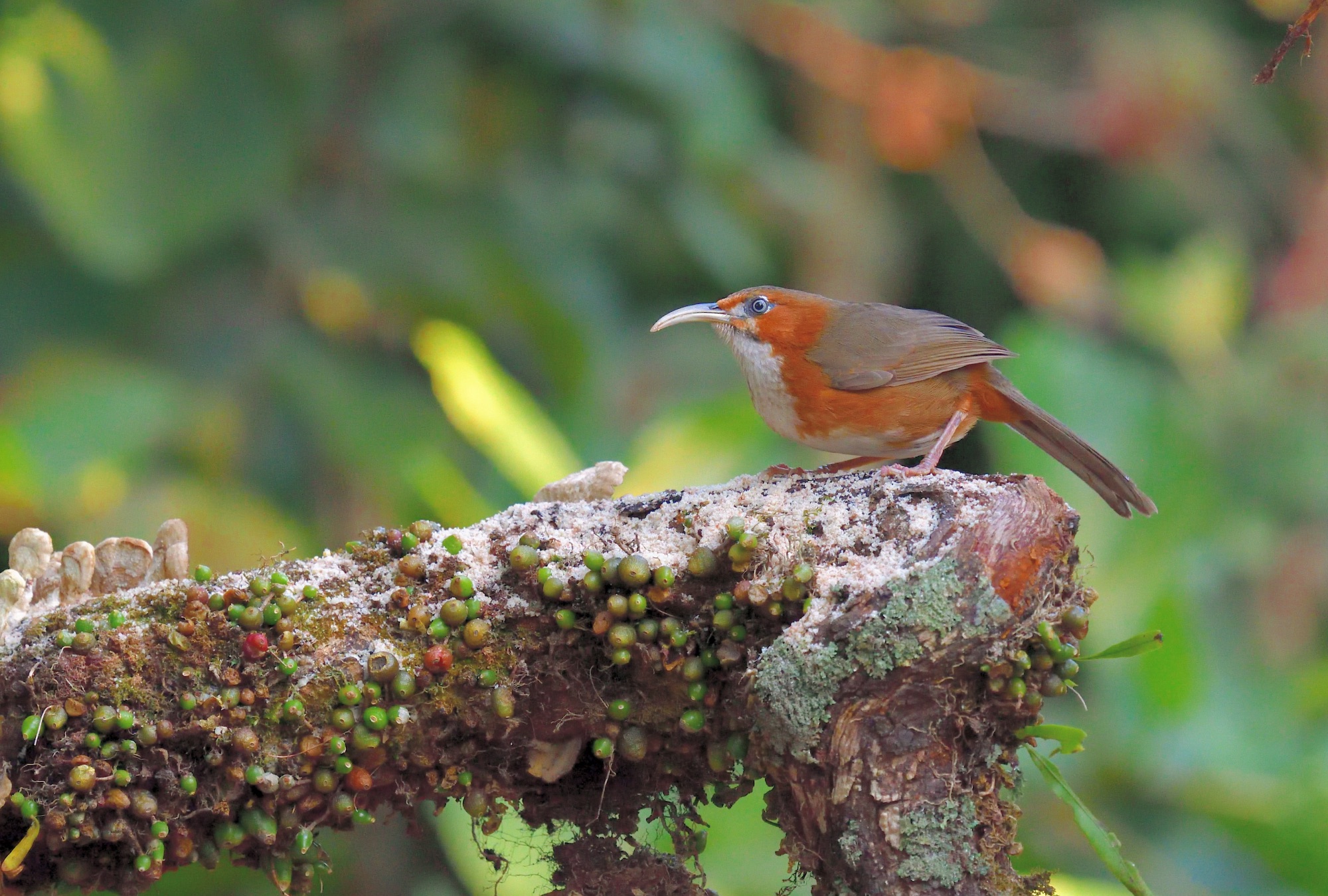 Rusty-cheeked Scimitar-Babbler