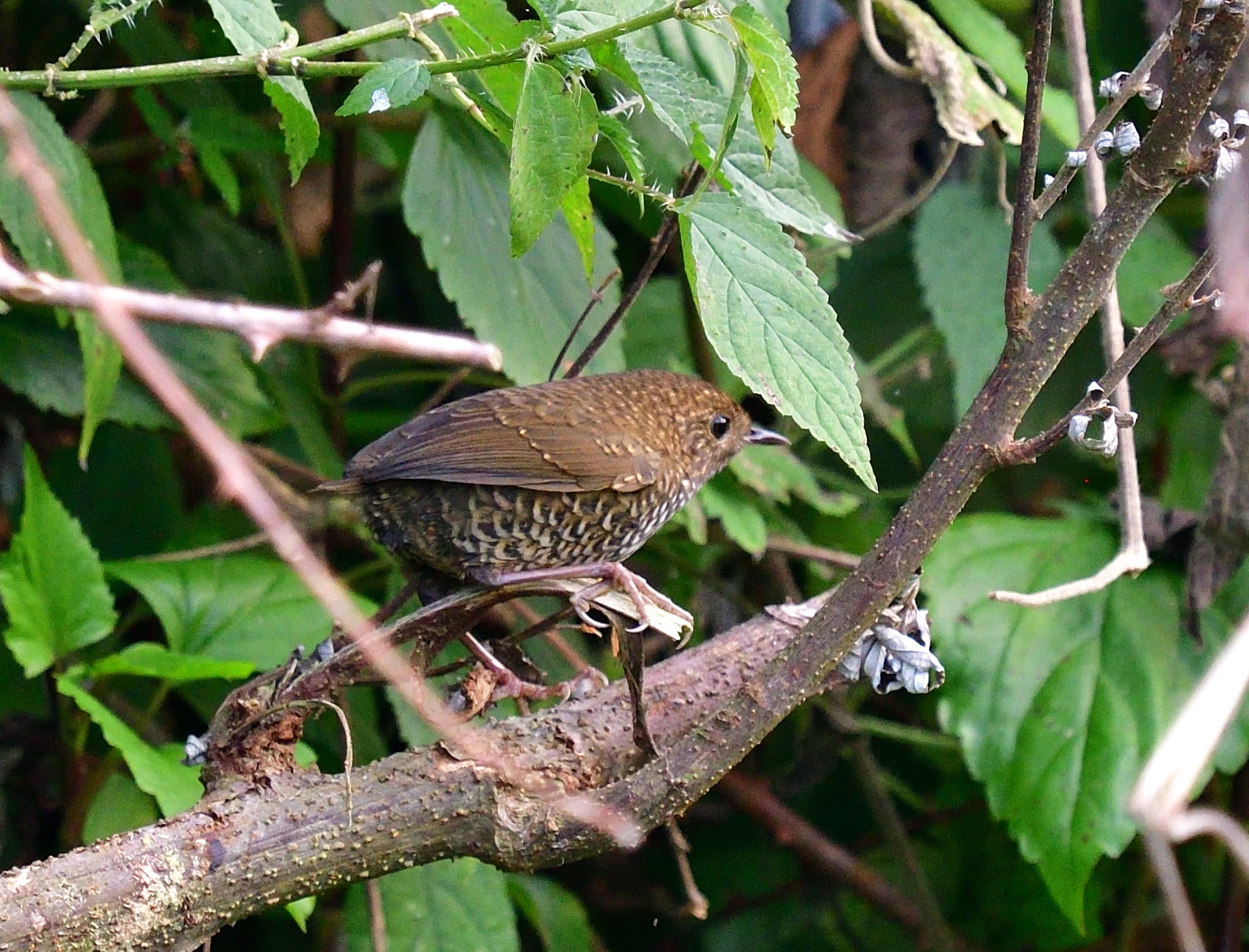 Scaly-breasted Cupwing