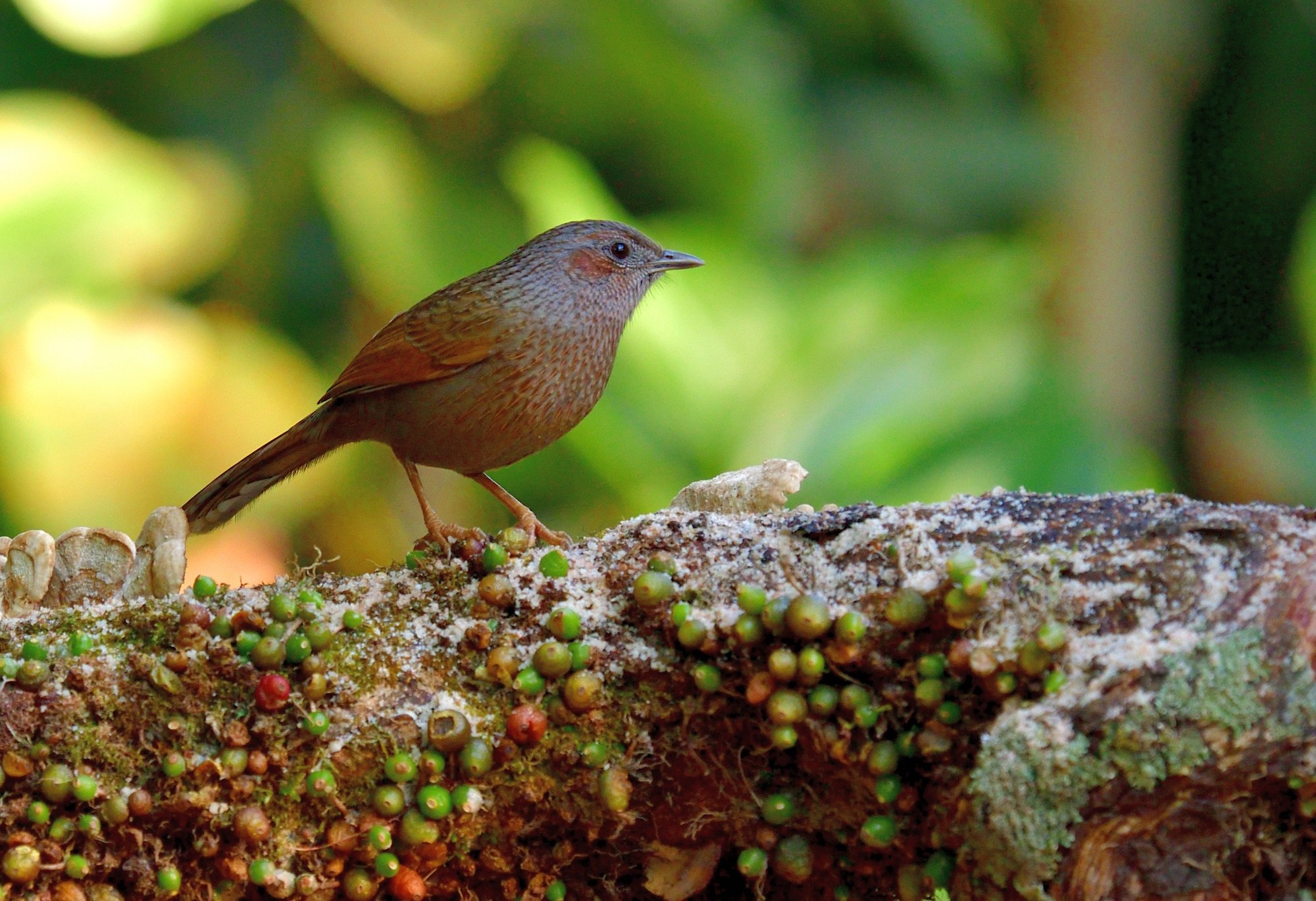 Streaked Laughingthrush