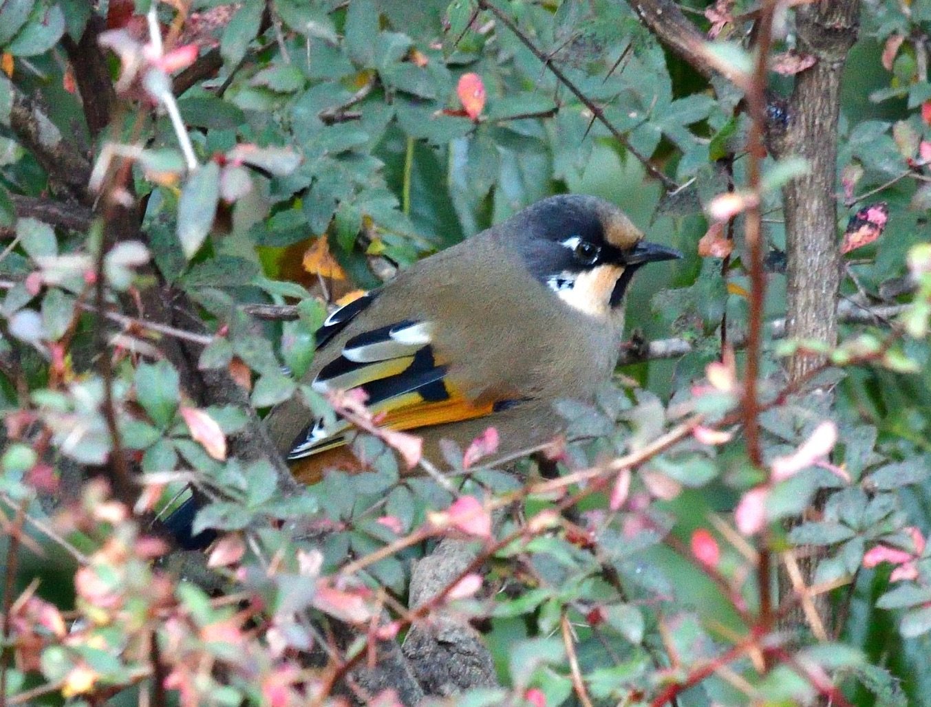 Variegated Laughingthrush