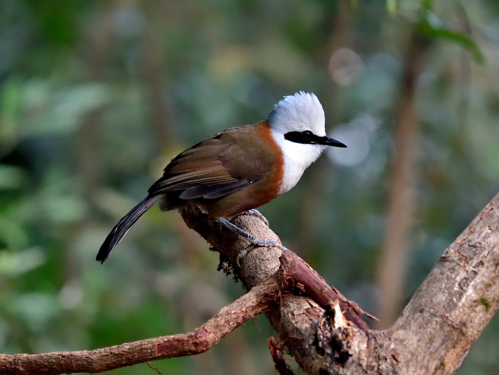 White-crested Laughingthrush