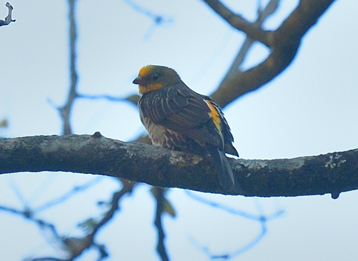 Yellow-rumped Honeyguide