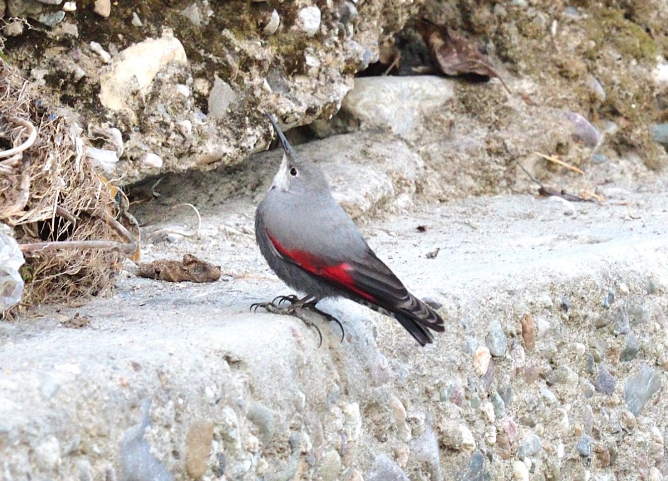 Wallcreeper