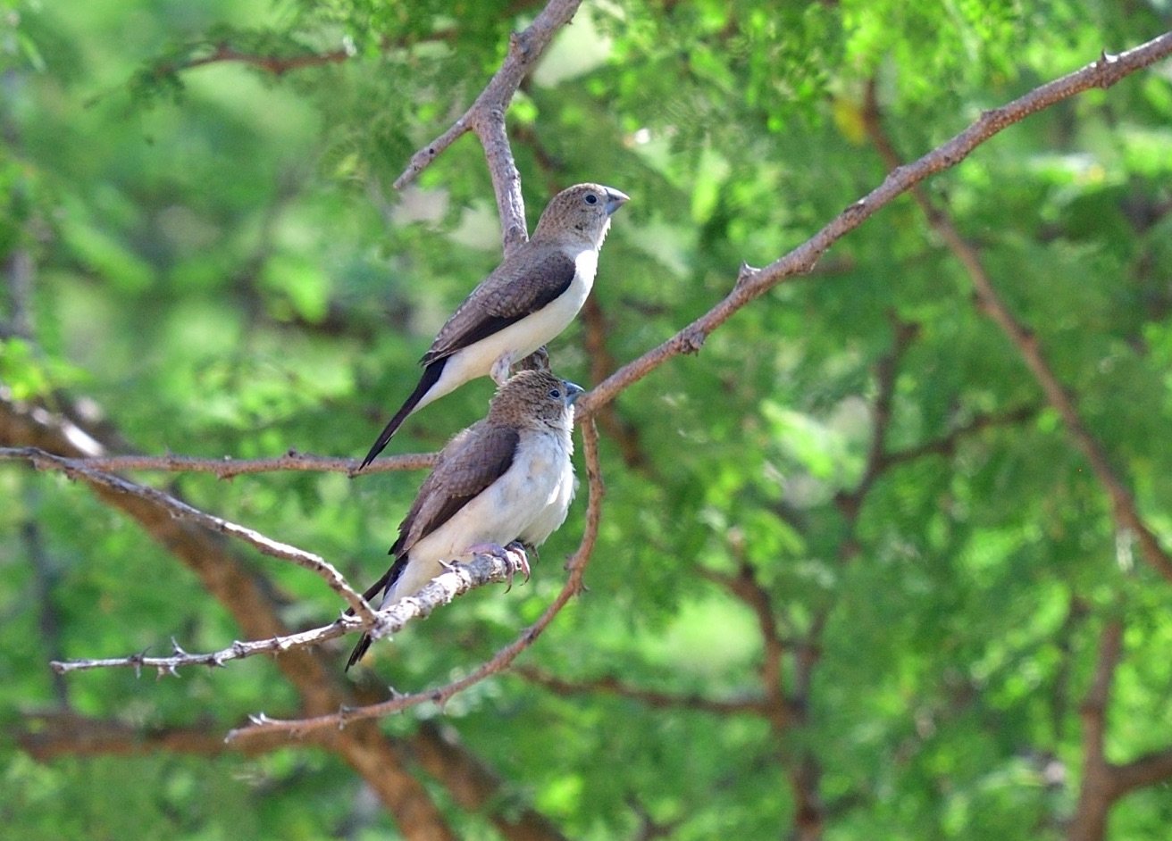 African Silverbill