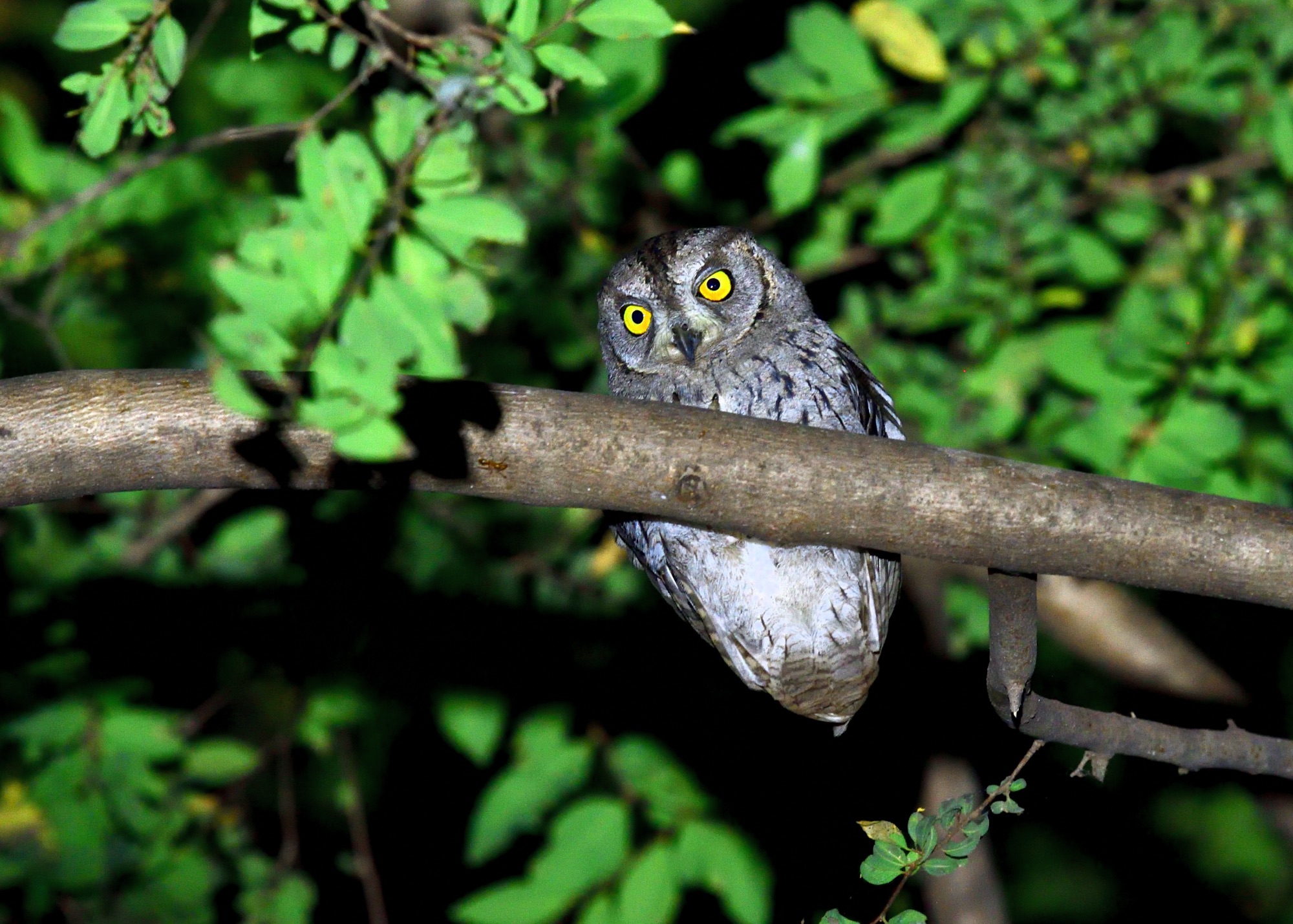 Arabian Scops Owl