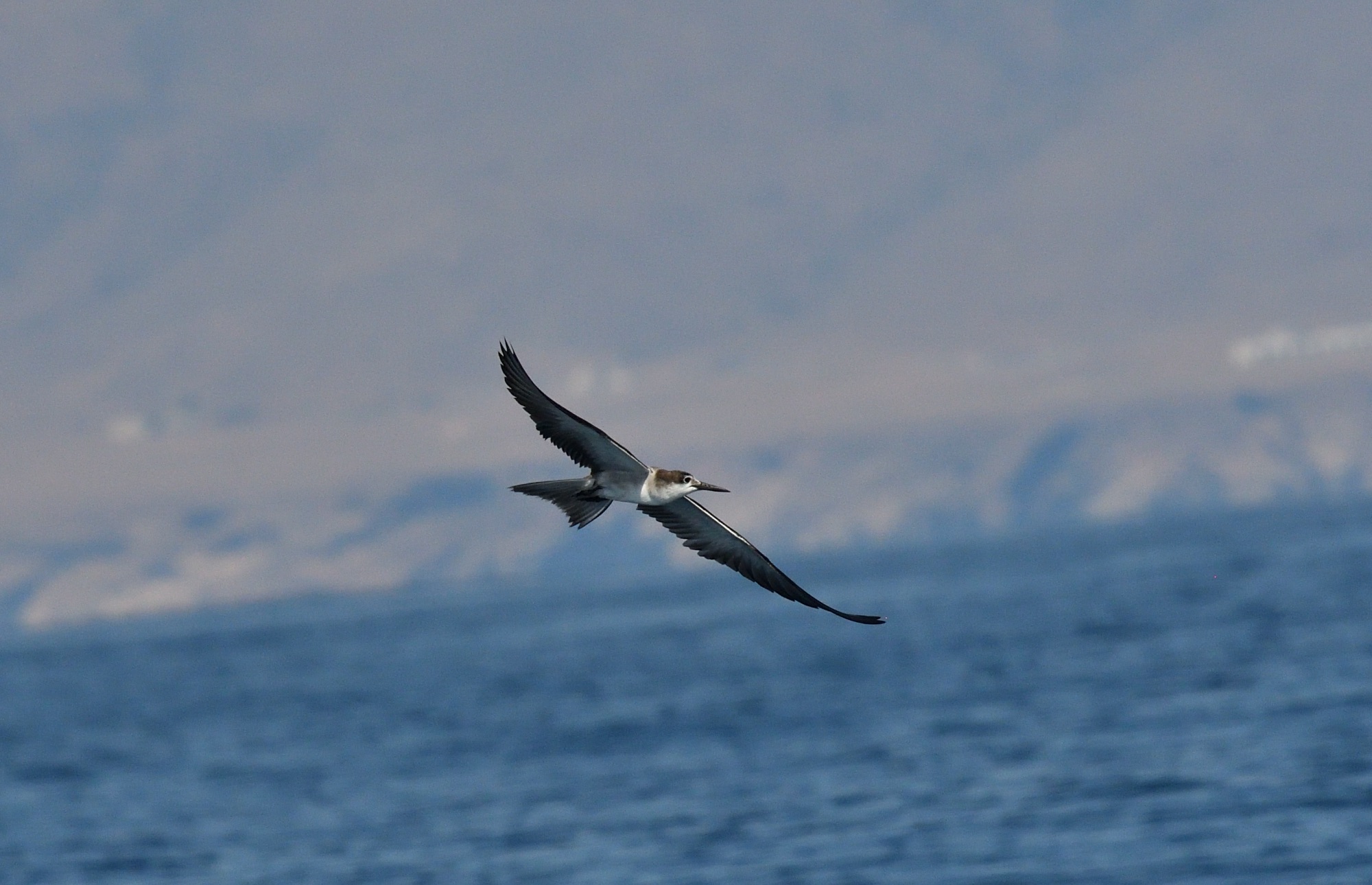 bridled tern