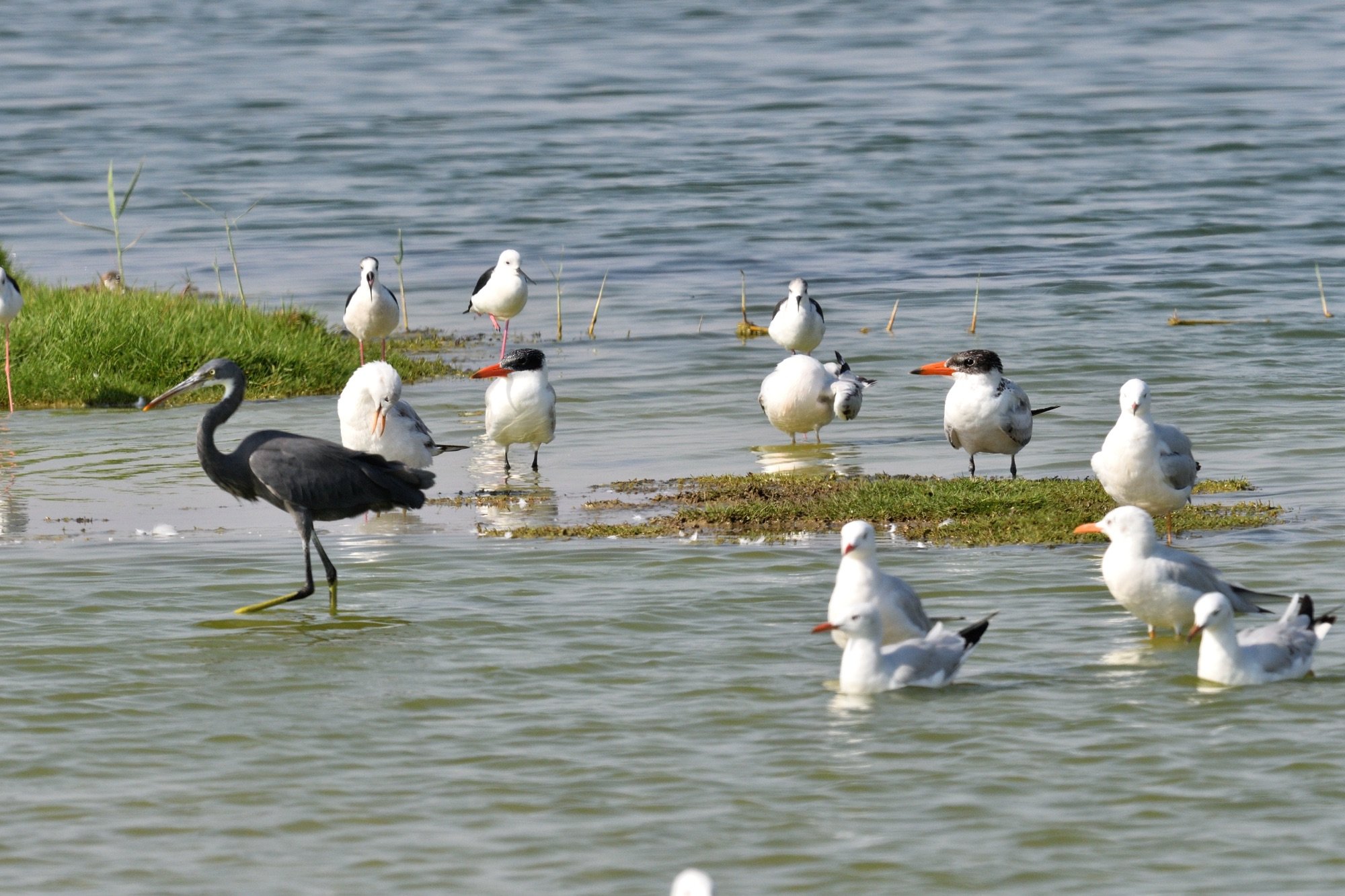 Temminck's Stint