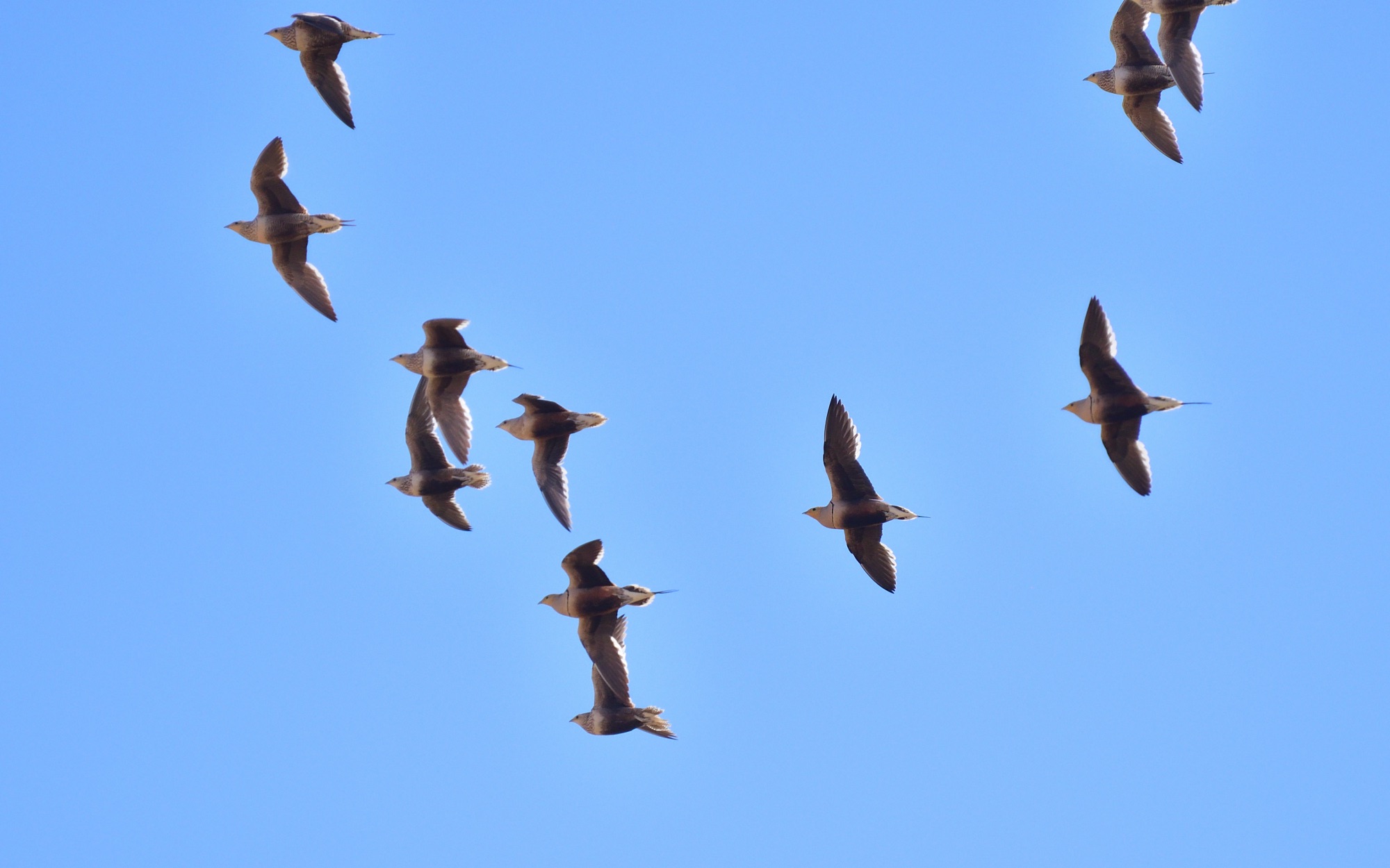 Chestnut-bellied Sandgrouse