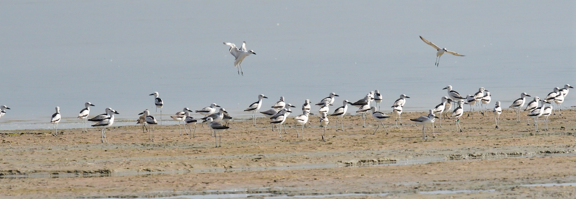 crab-plover