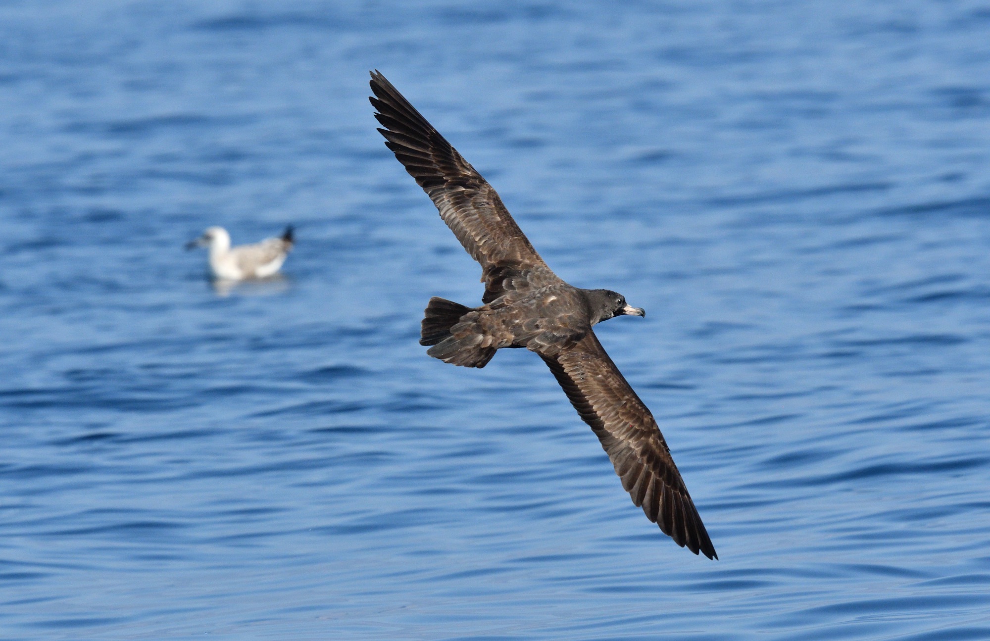 flesh-footed shearwater