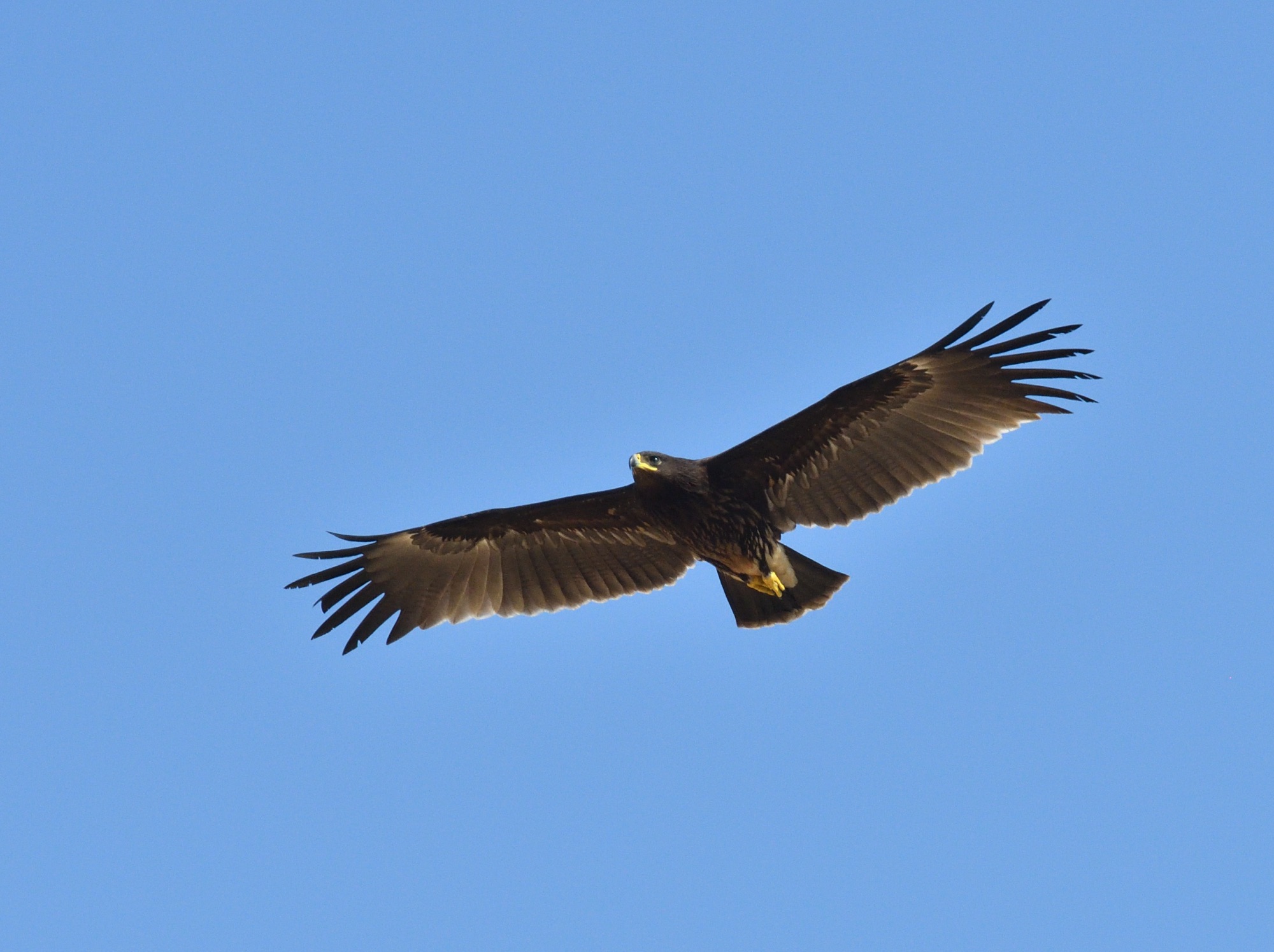 greater Spotted Eagle
