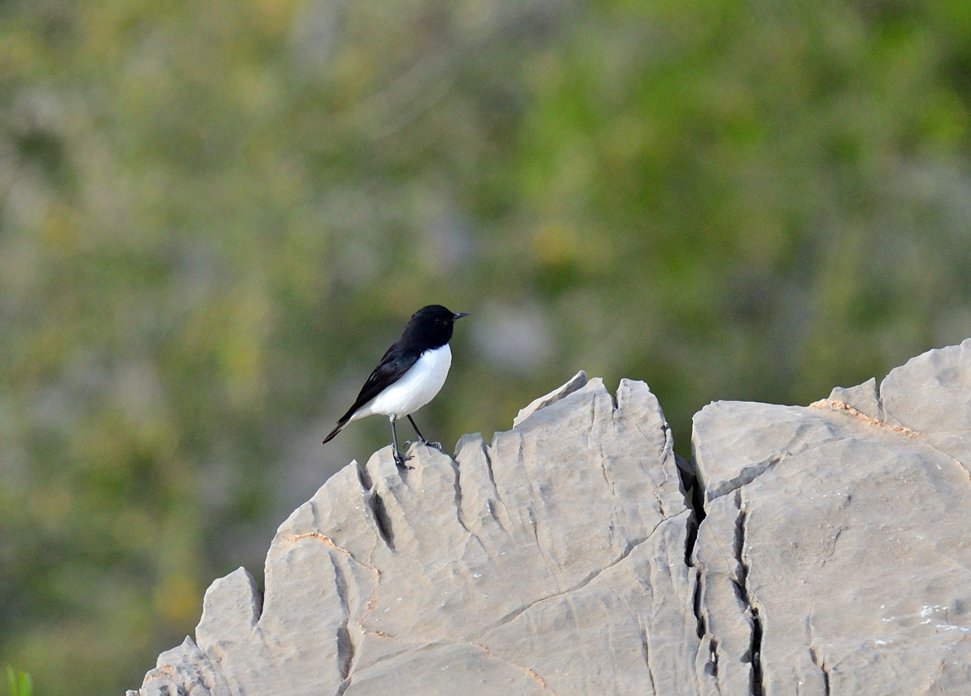 Hume's Wheatear