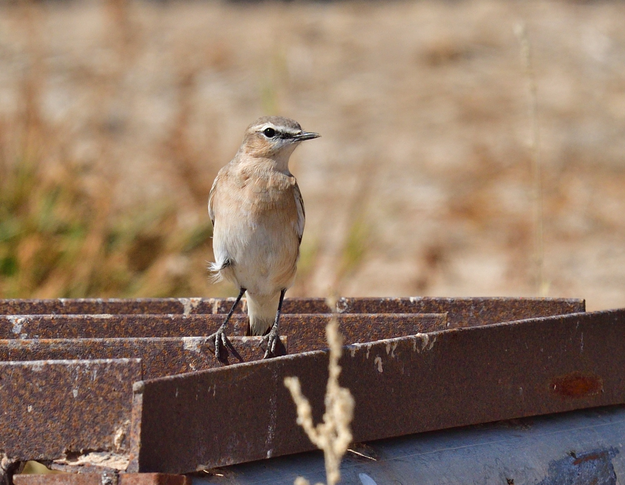 Isabelline Wheatear