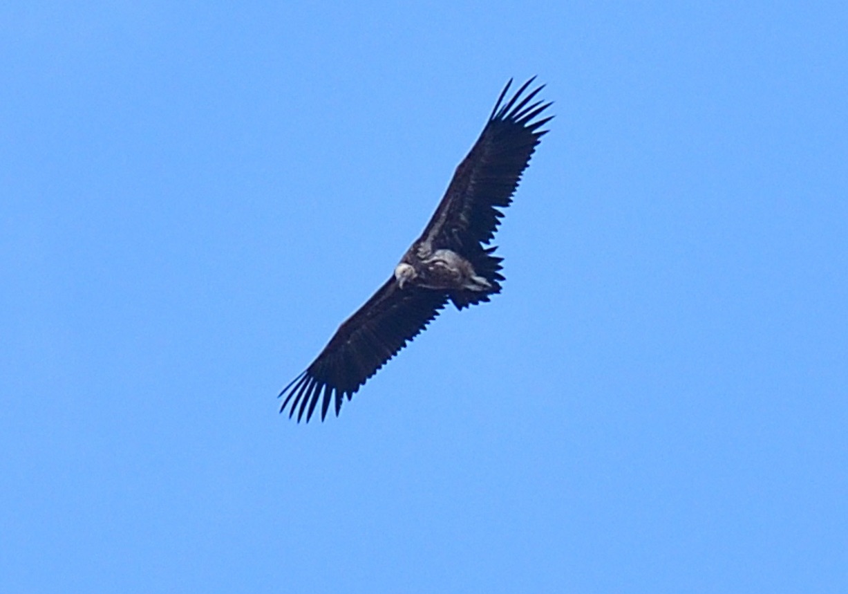 lappet-faced vulture