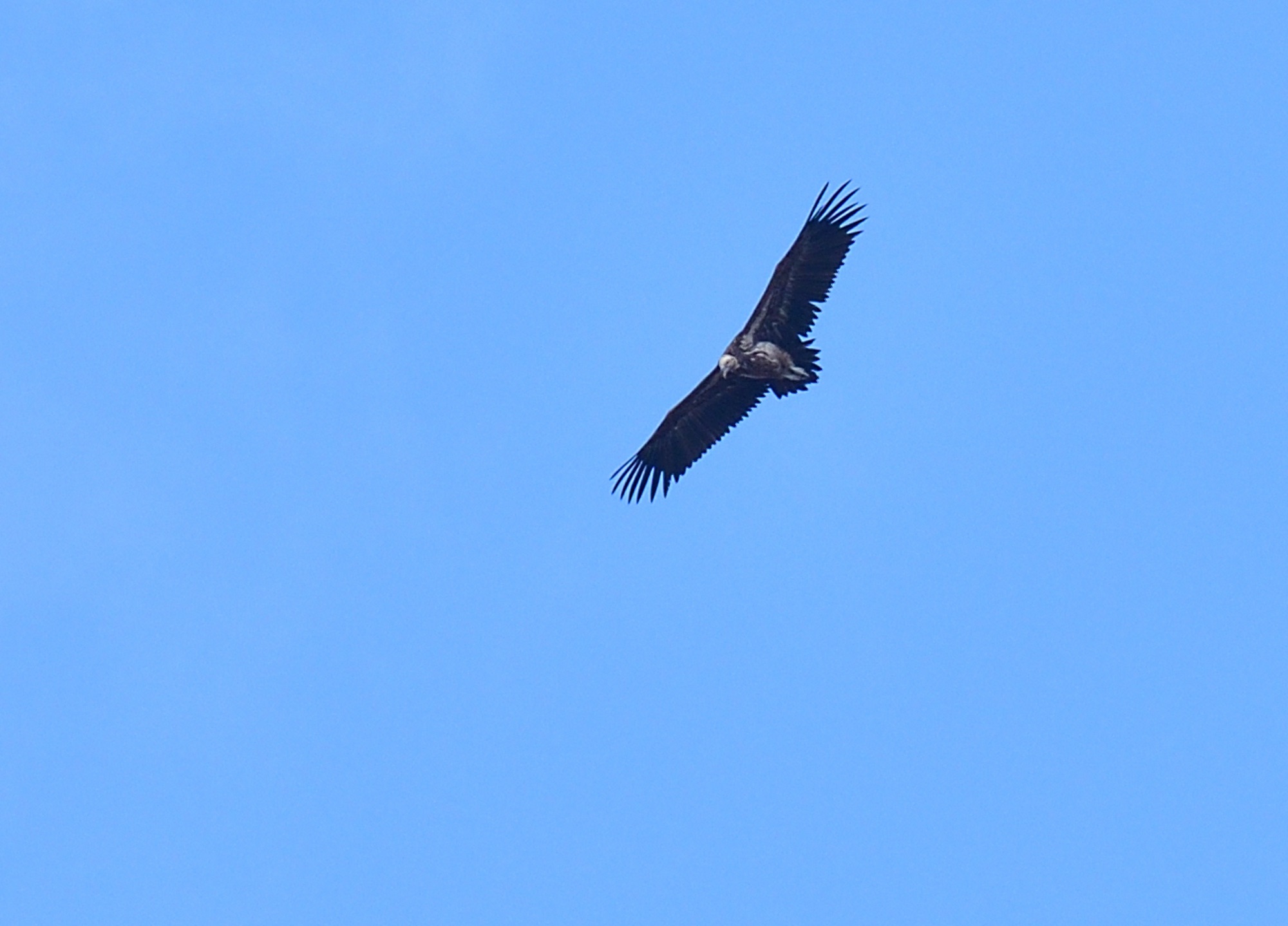 Lappet-faced Vulture