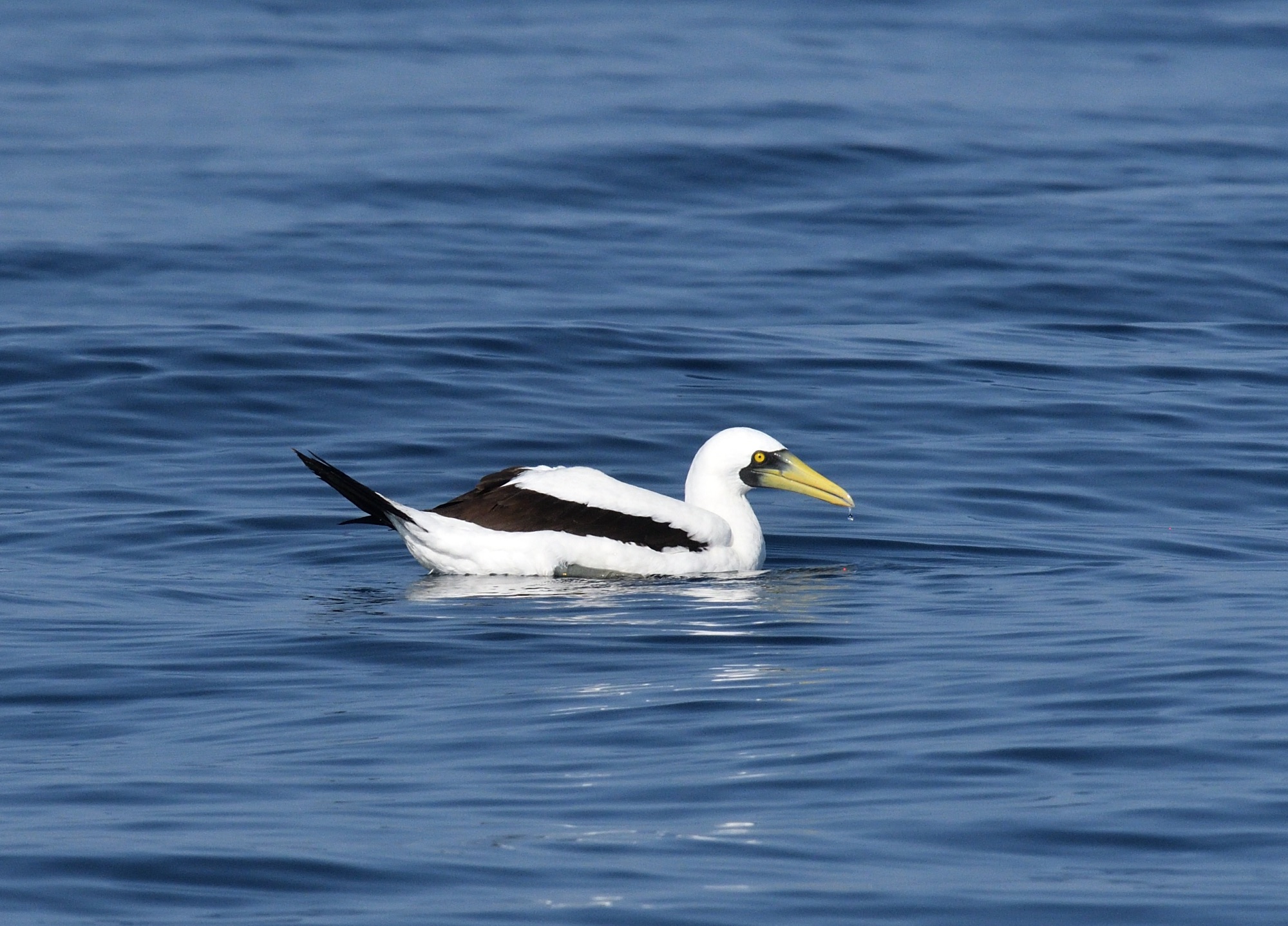 masked booby