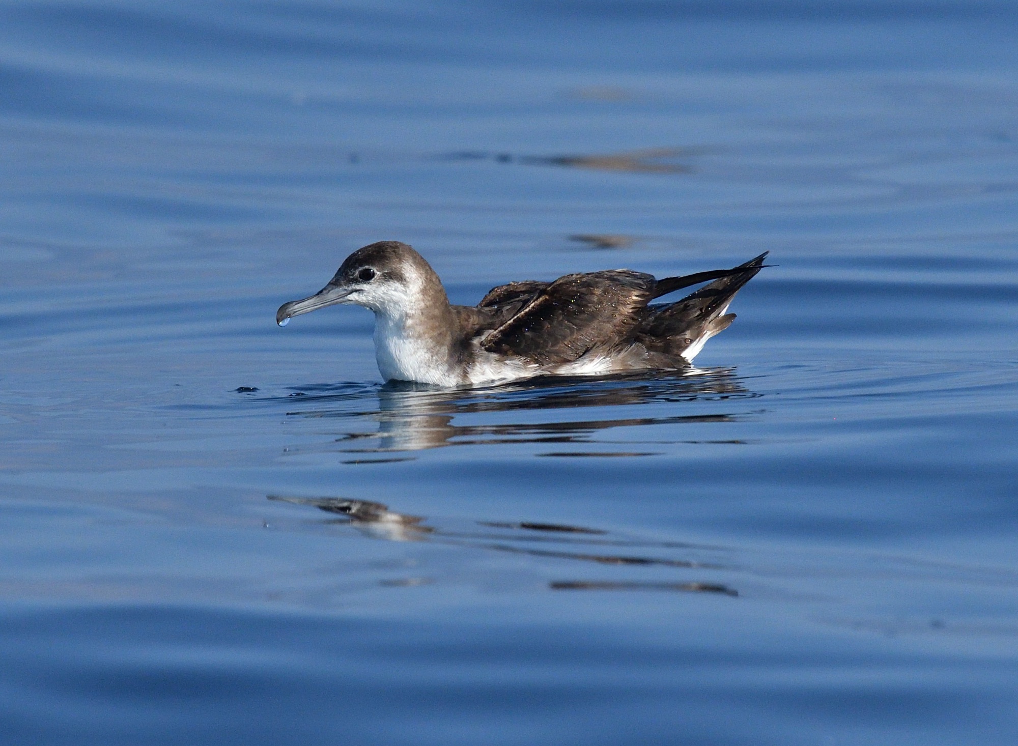 persian shearwater