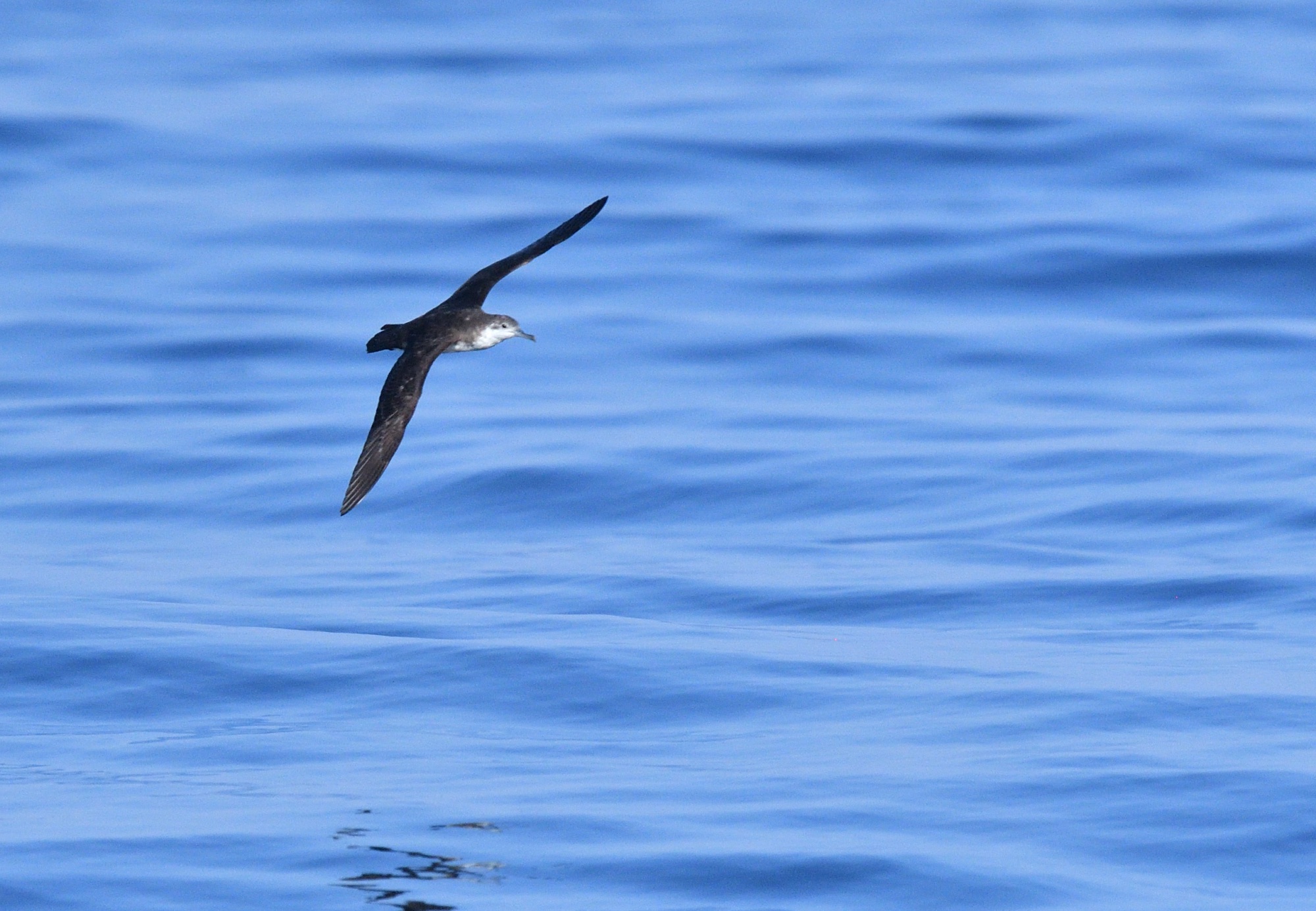 persian shearwater