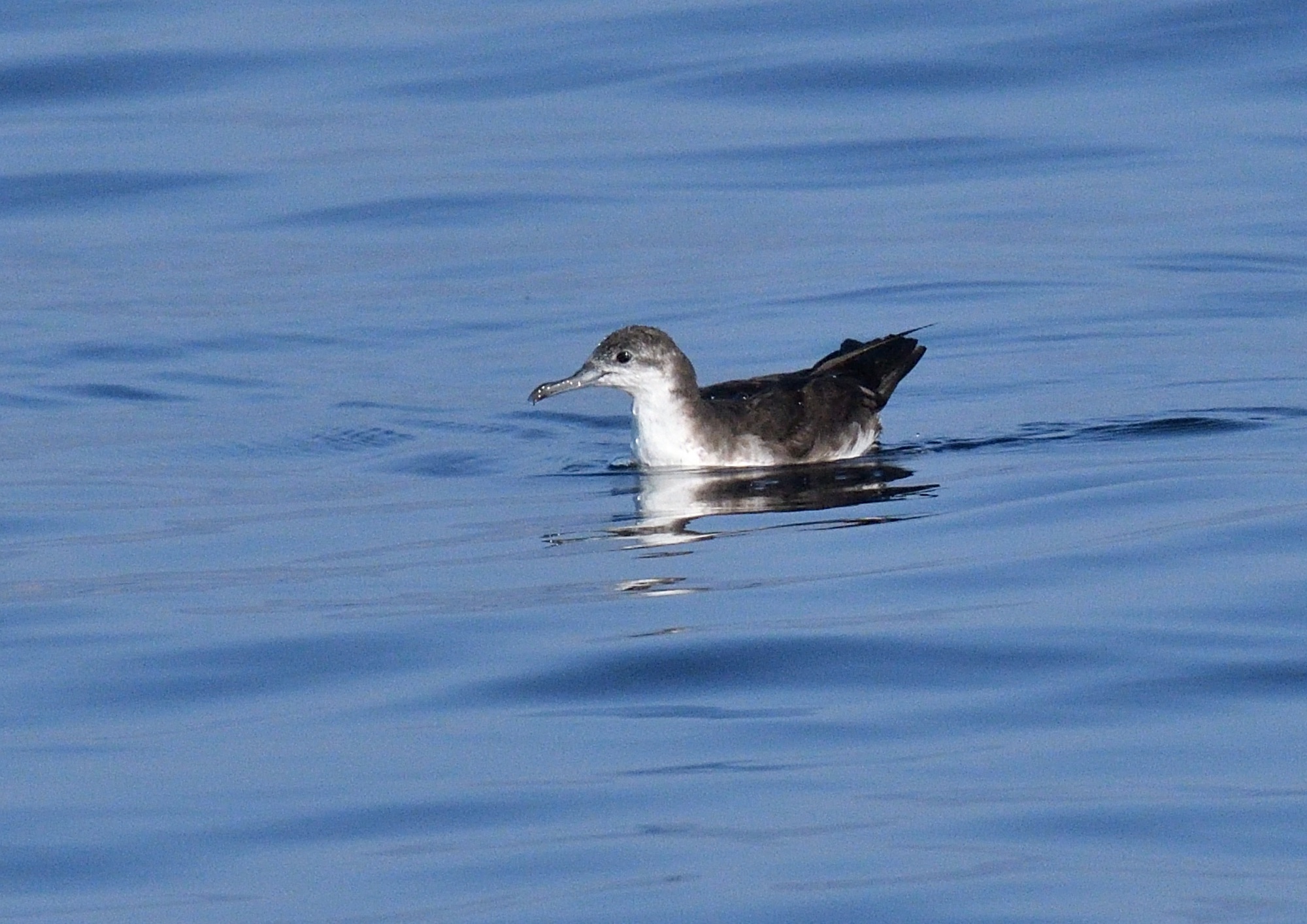 Persian Shearwater