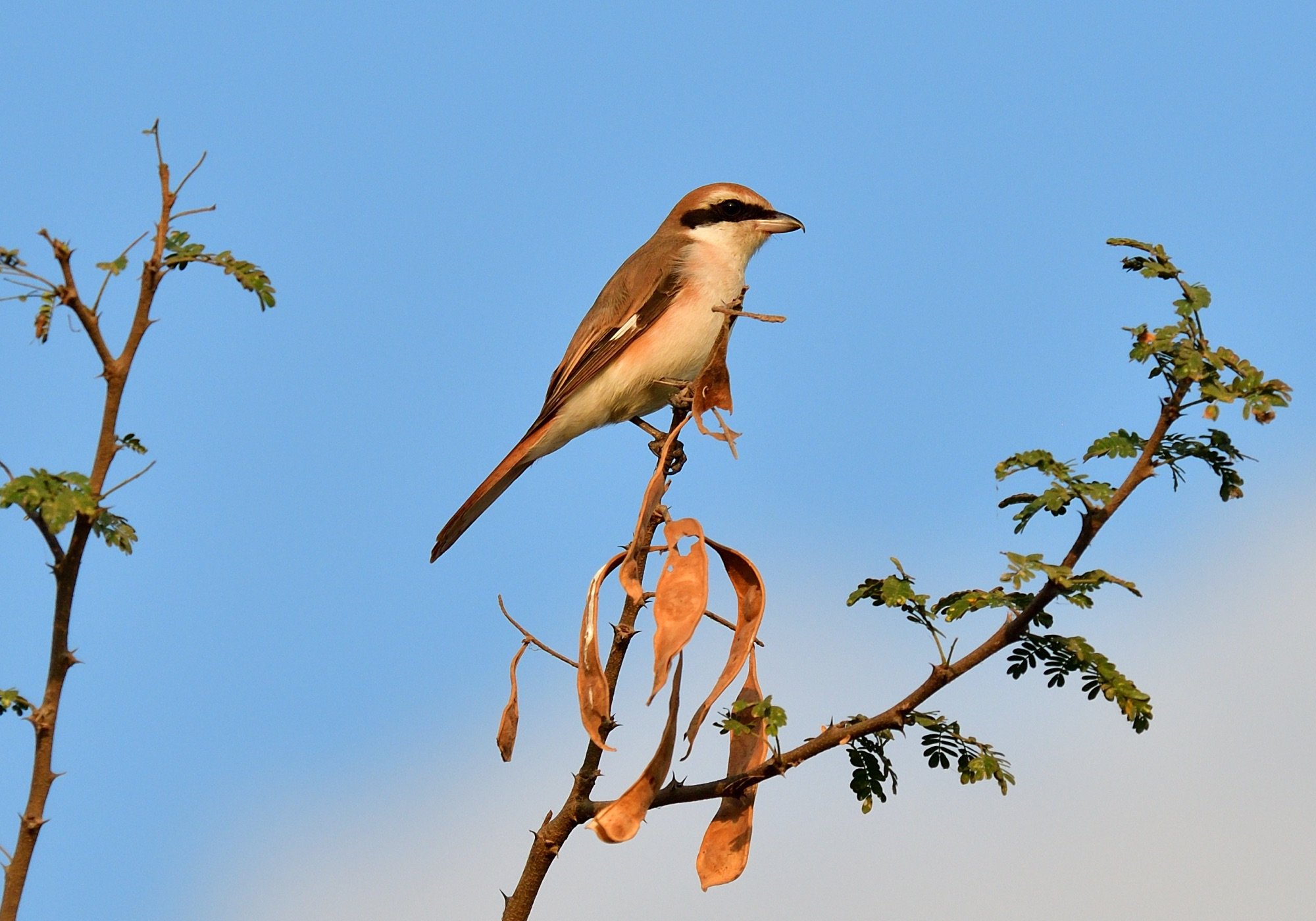 Turkestan Shrike