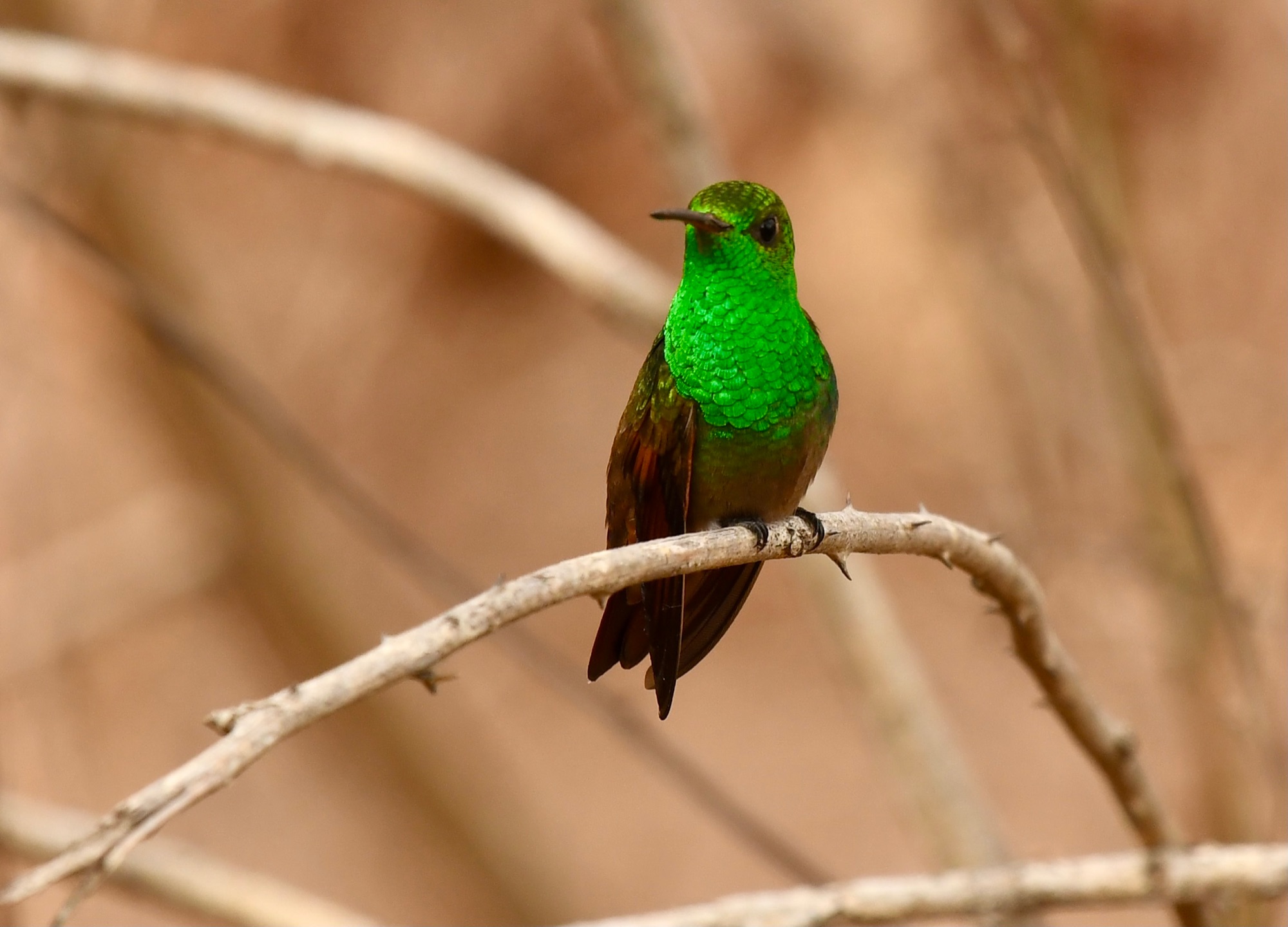 Beryline hummingbird