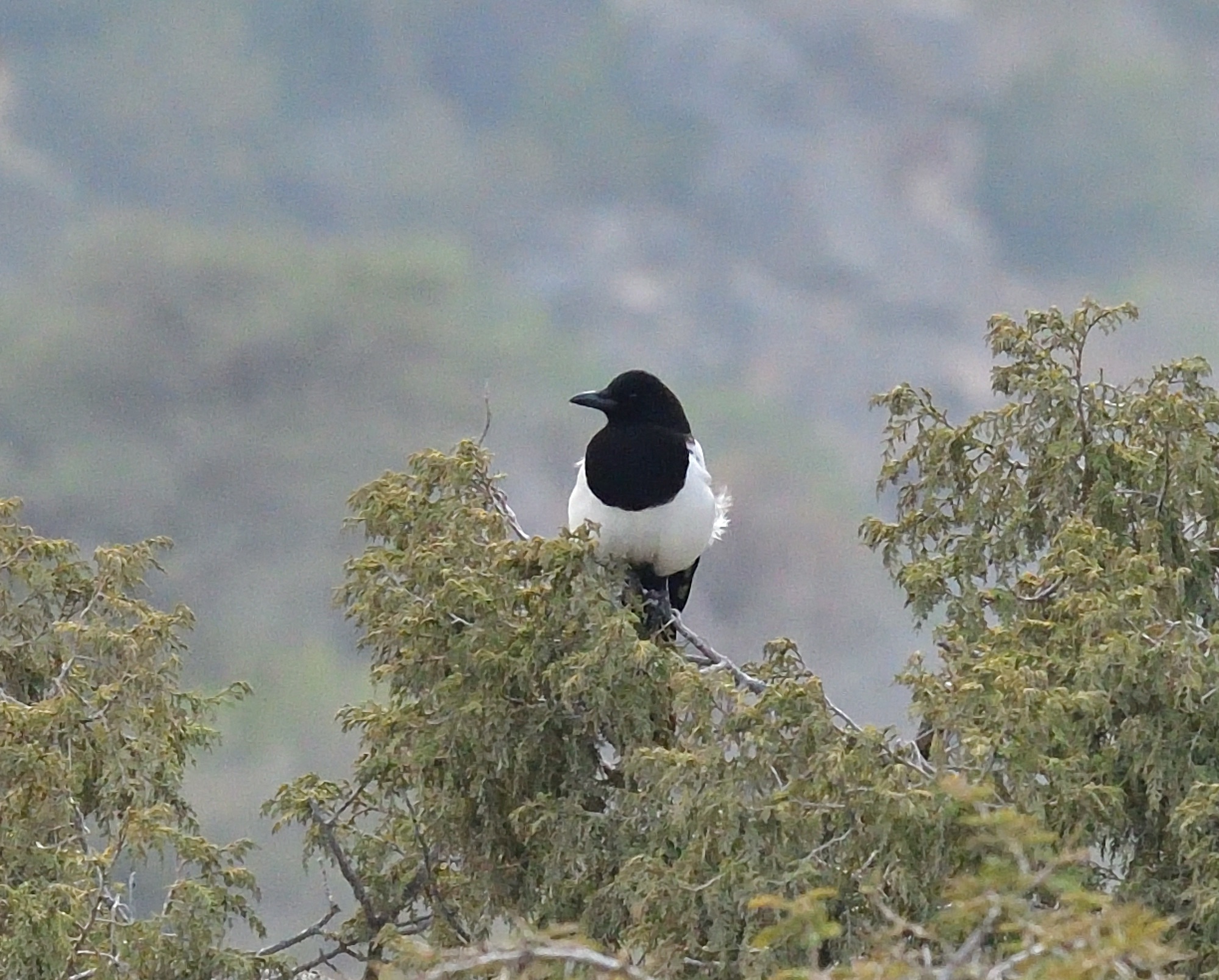 asir magpie