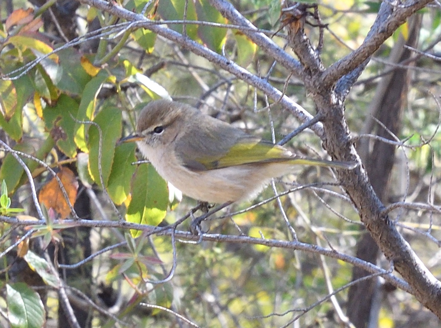 brown woodland warbler