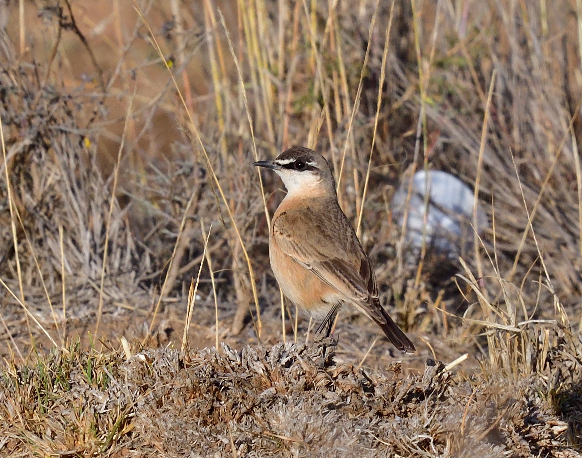 buff-breasted Wheatear