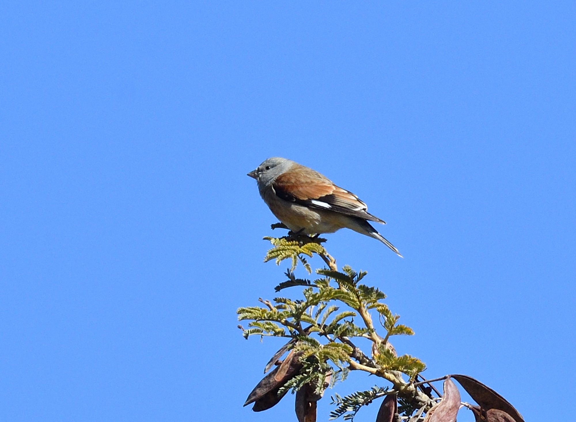 yemen linnet