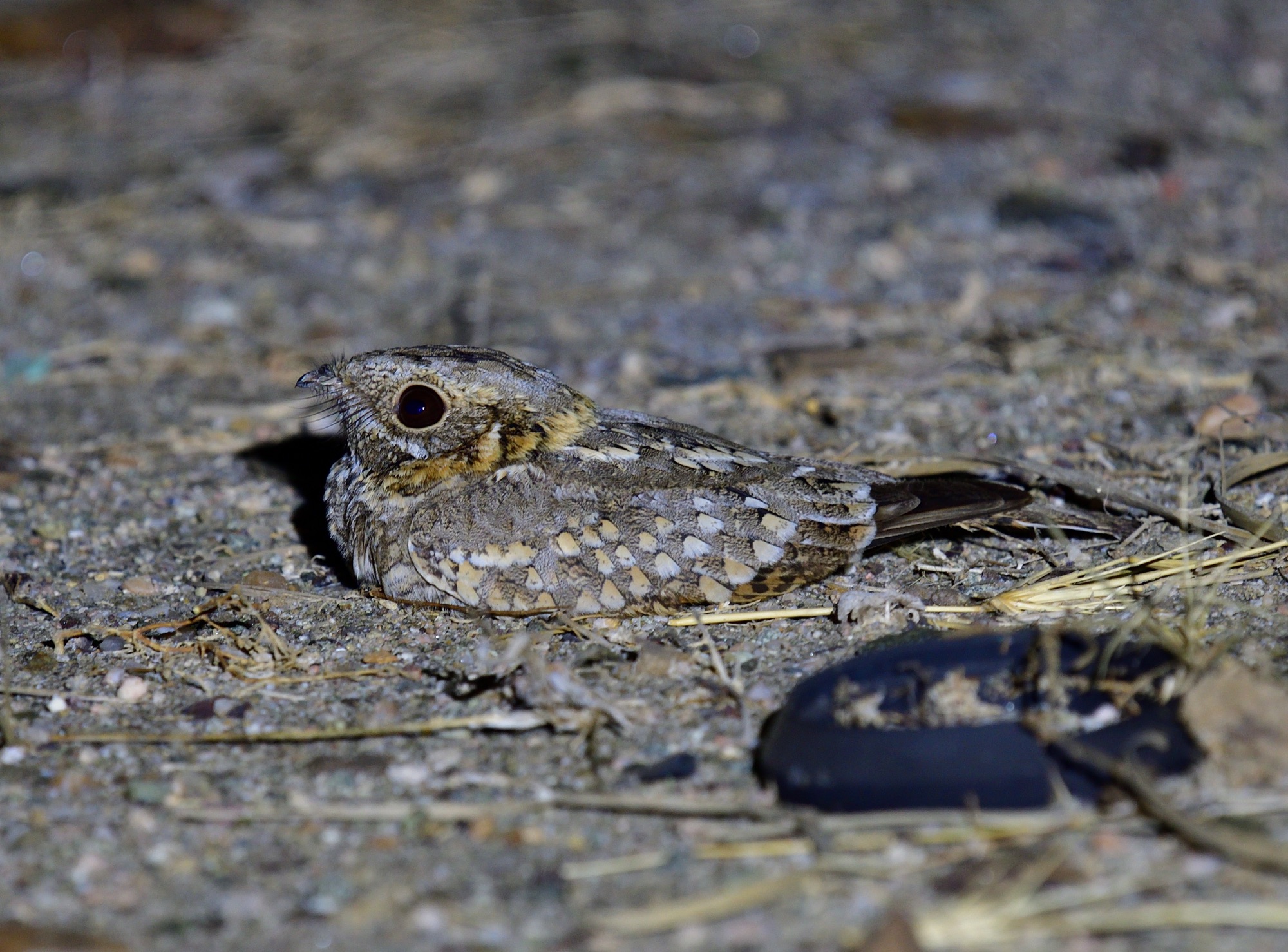 nubian Nightjar