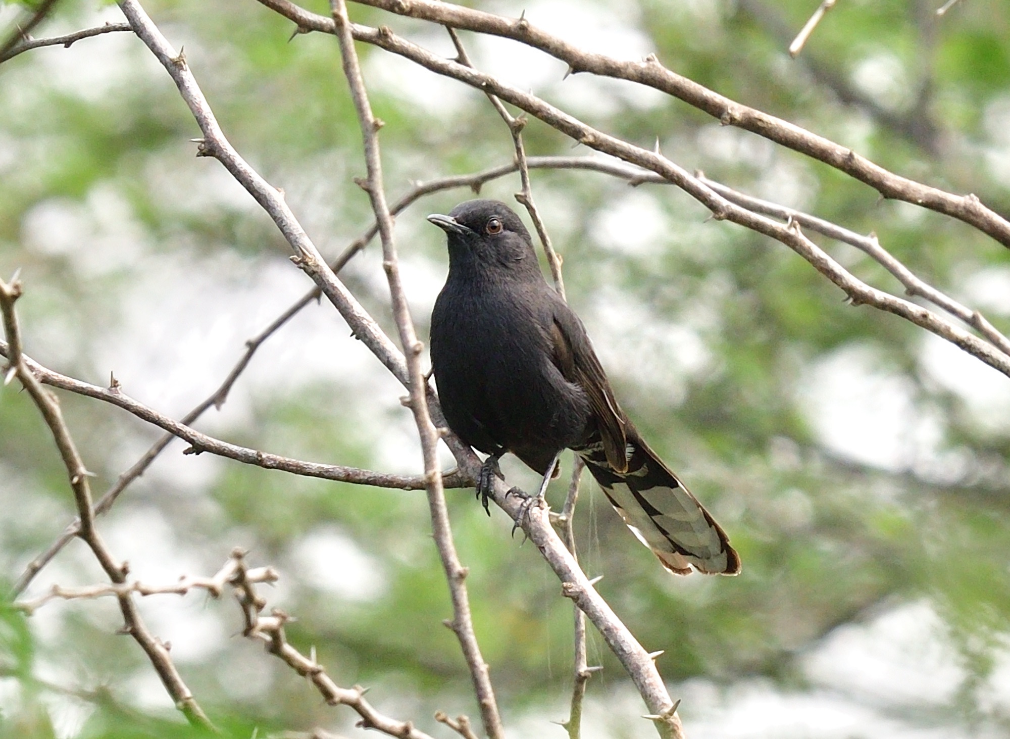black scrub robin